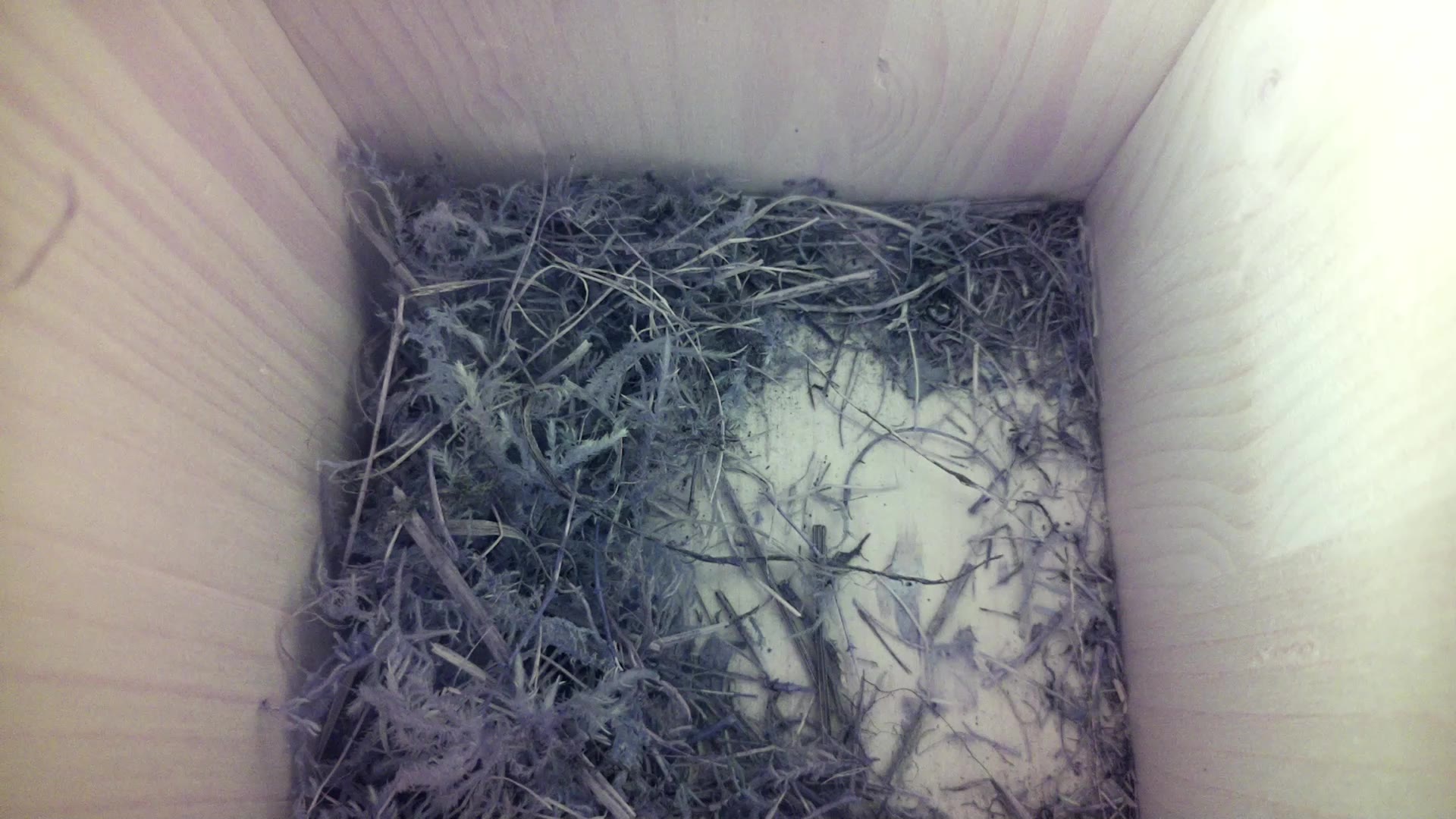 Aufnahme aus dem Vogelhaus