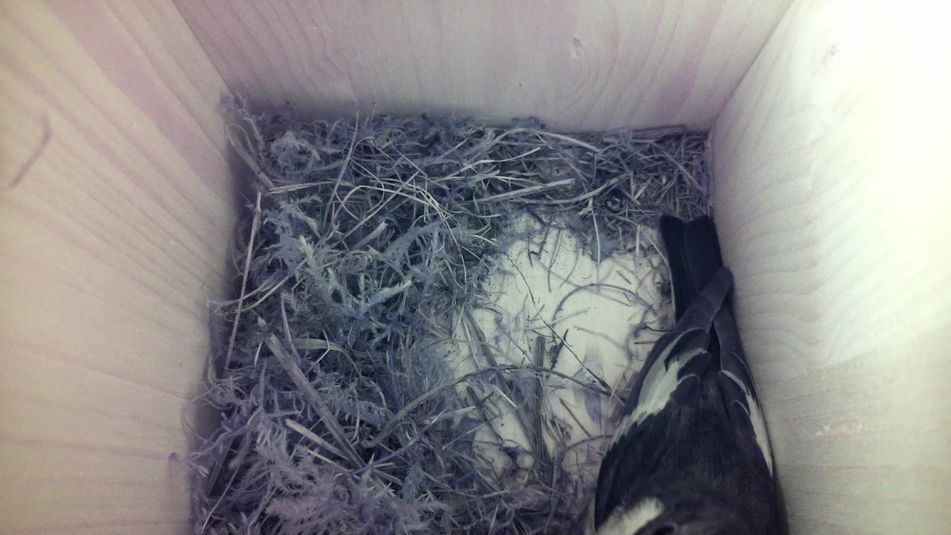 Aufnahme aus dem Vogelhaus