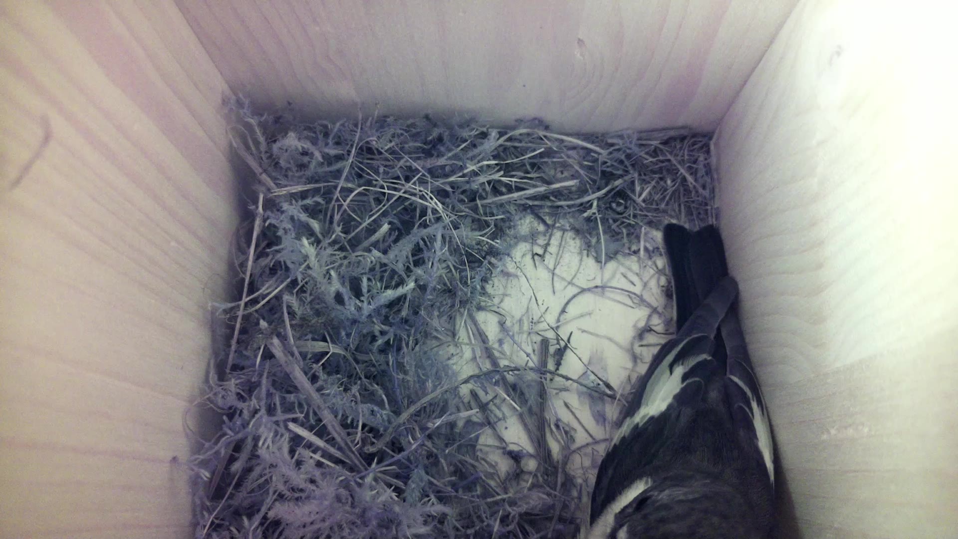 Aufnahme aus dem Vogelhaus