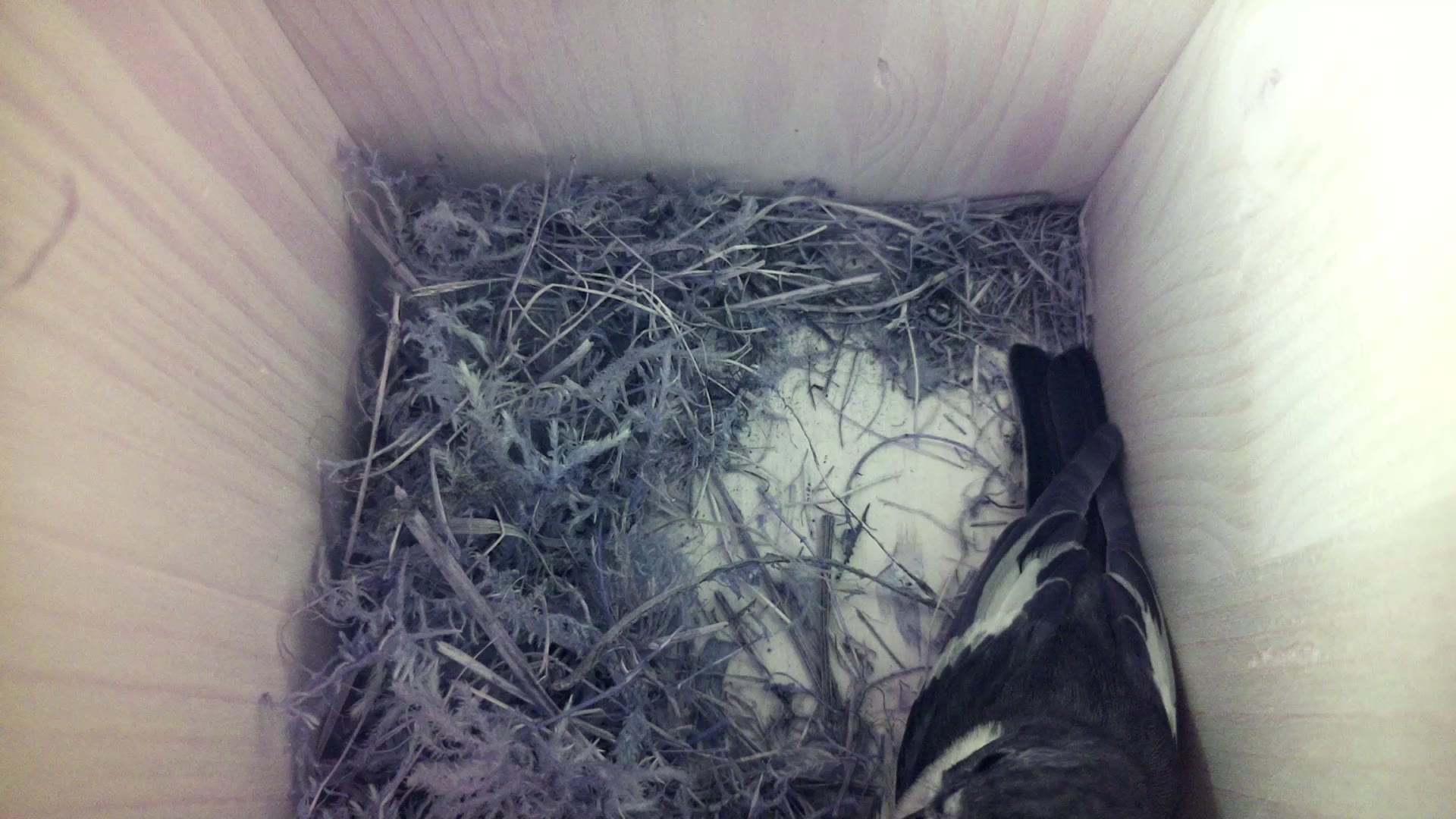 Aufnahme aus dem Vogelhaus