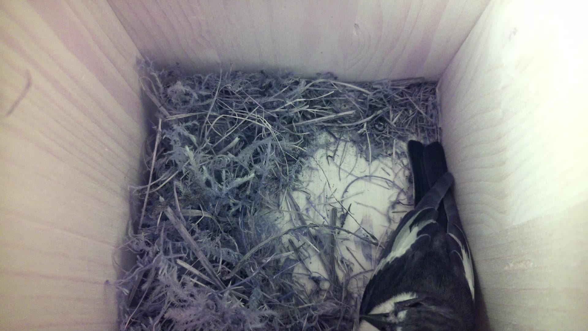 Aufnahme aus dem Vogelhaus