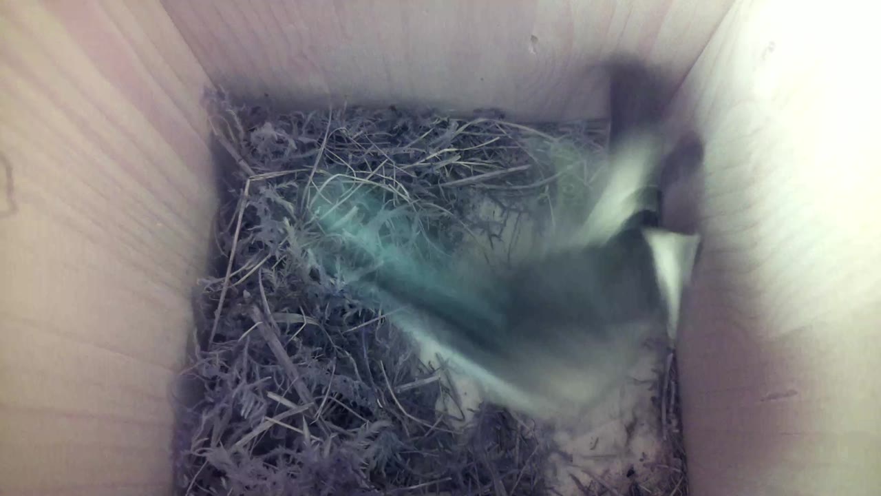 Aufnahme aus dem Vogelhaus
