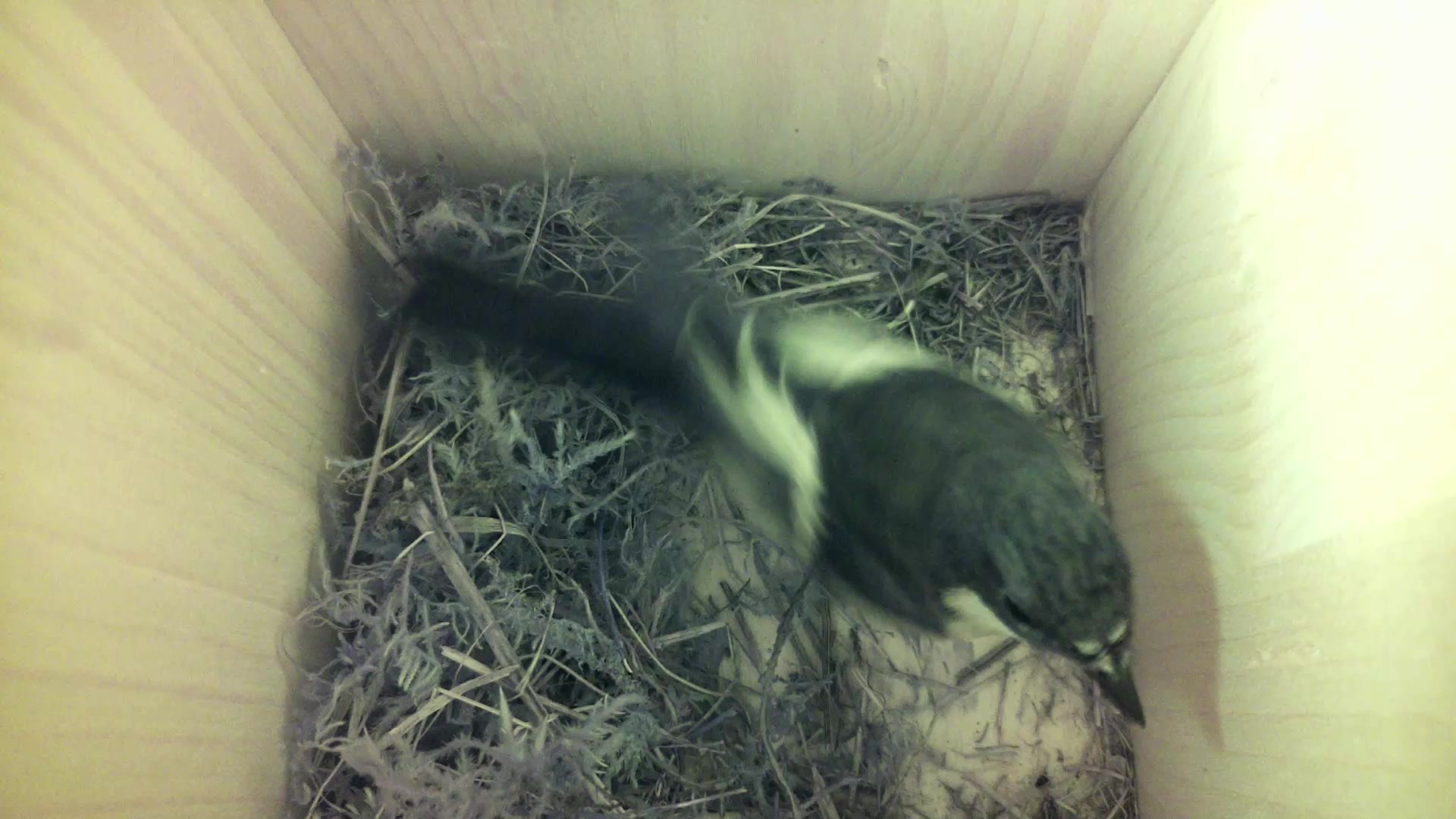 Aufnahme aus dem Vogelhaus