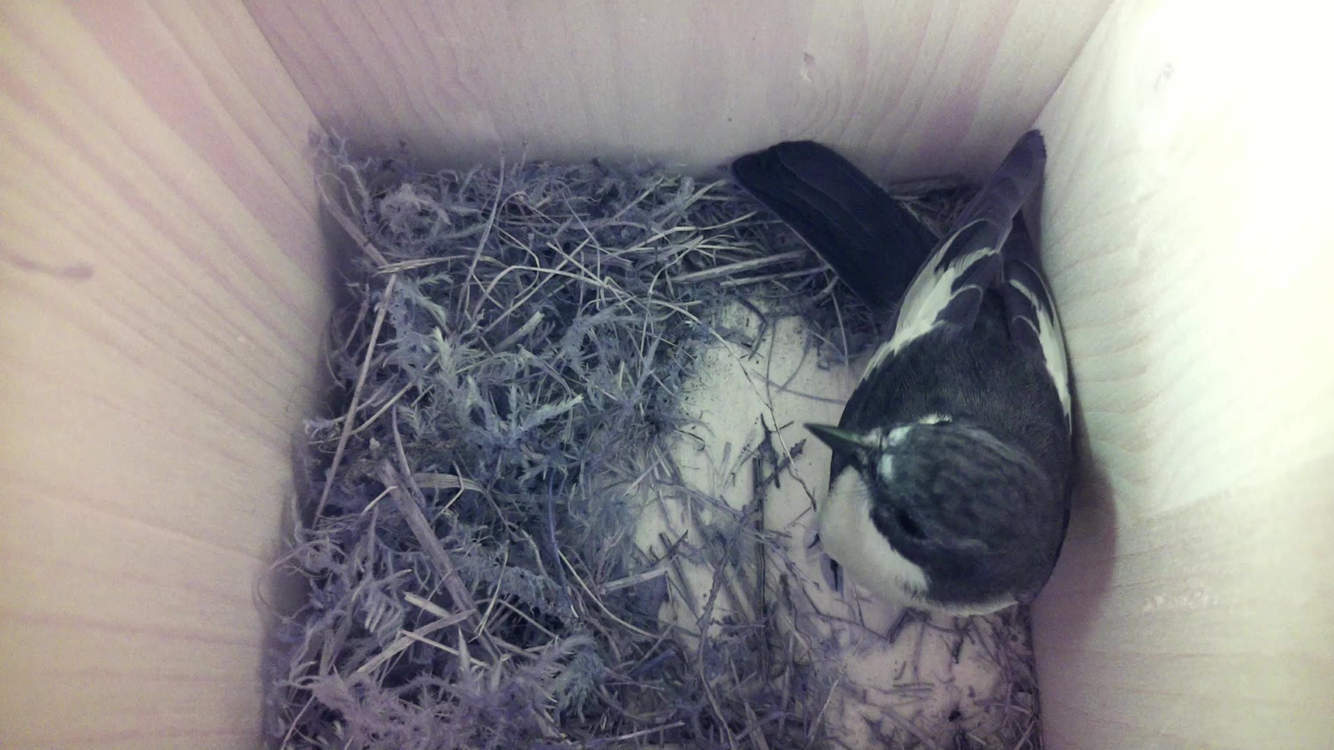 Aufnahme aus dem Vogelhaus