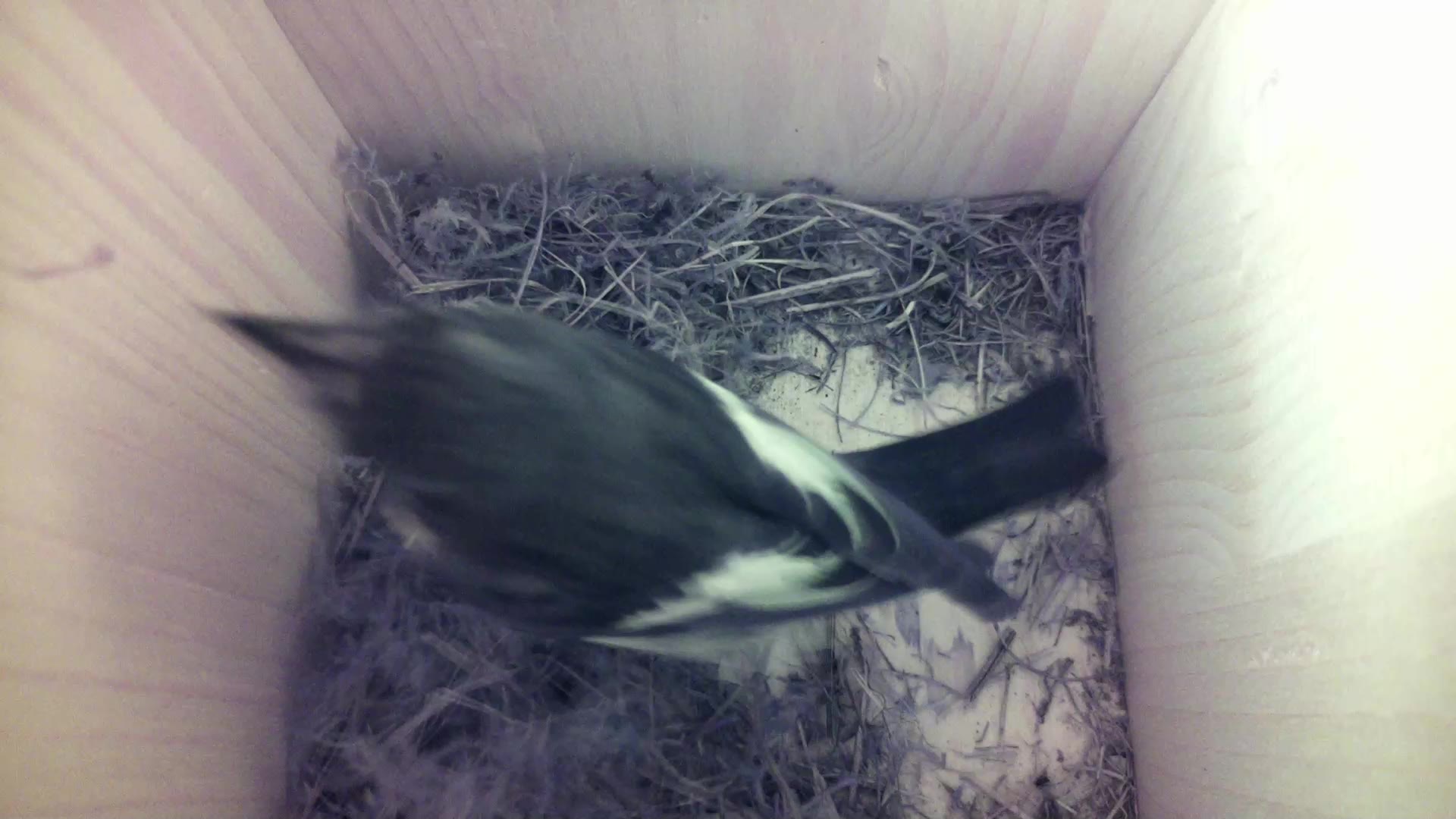 Aufnahme aus dem Vogelhaus