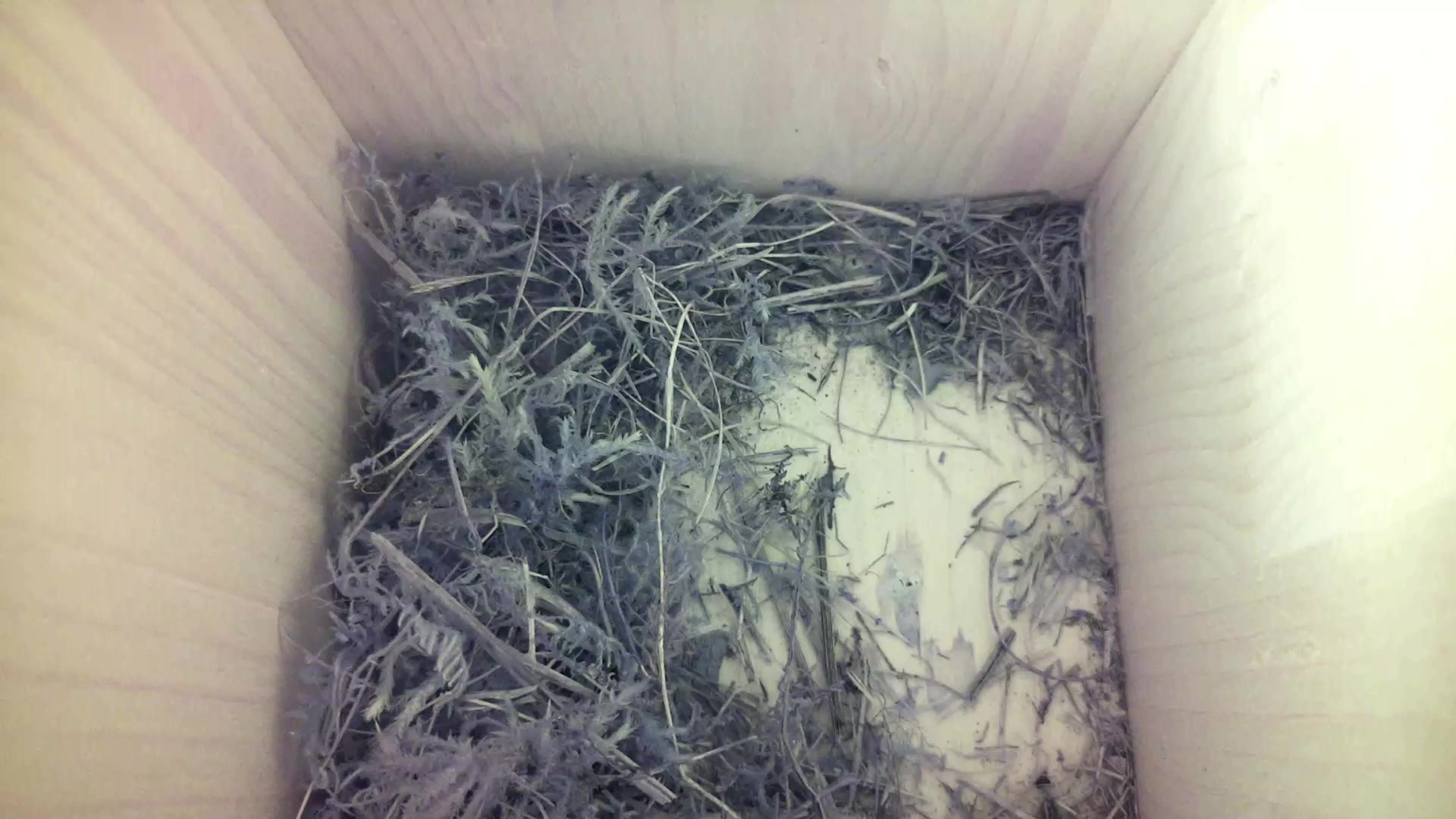 Aufnahme aus dem Vogelhaus