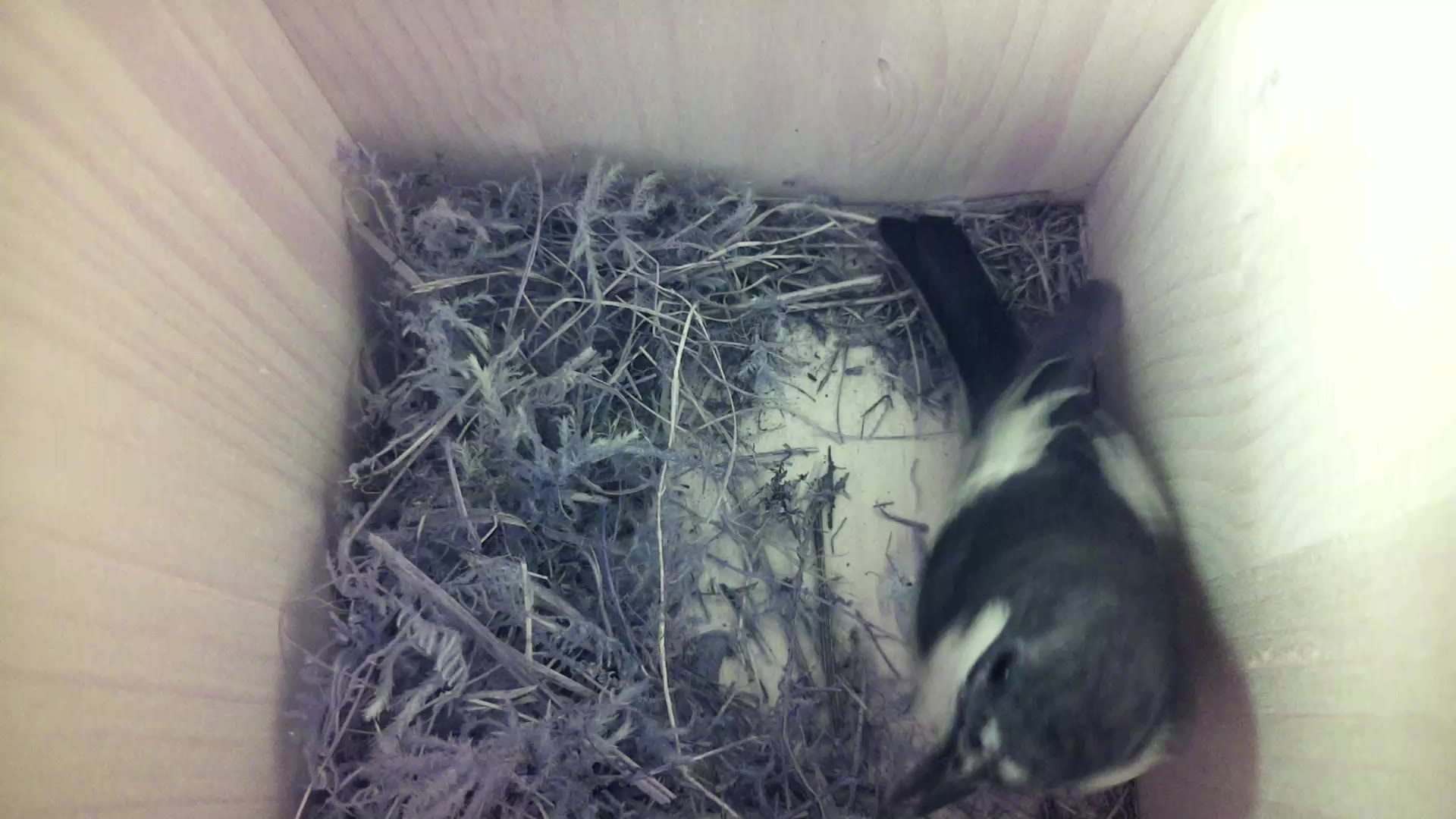 Aufnahme aus dem Vogelhaus