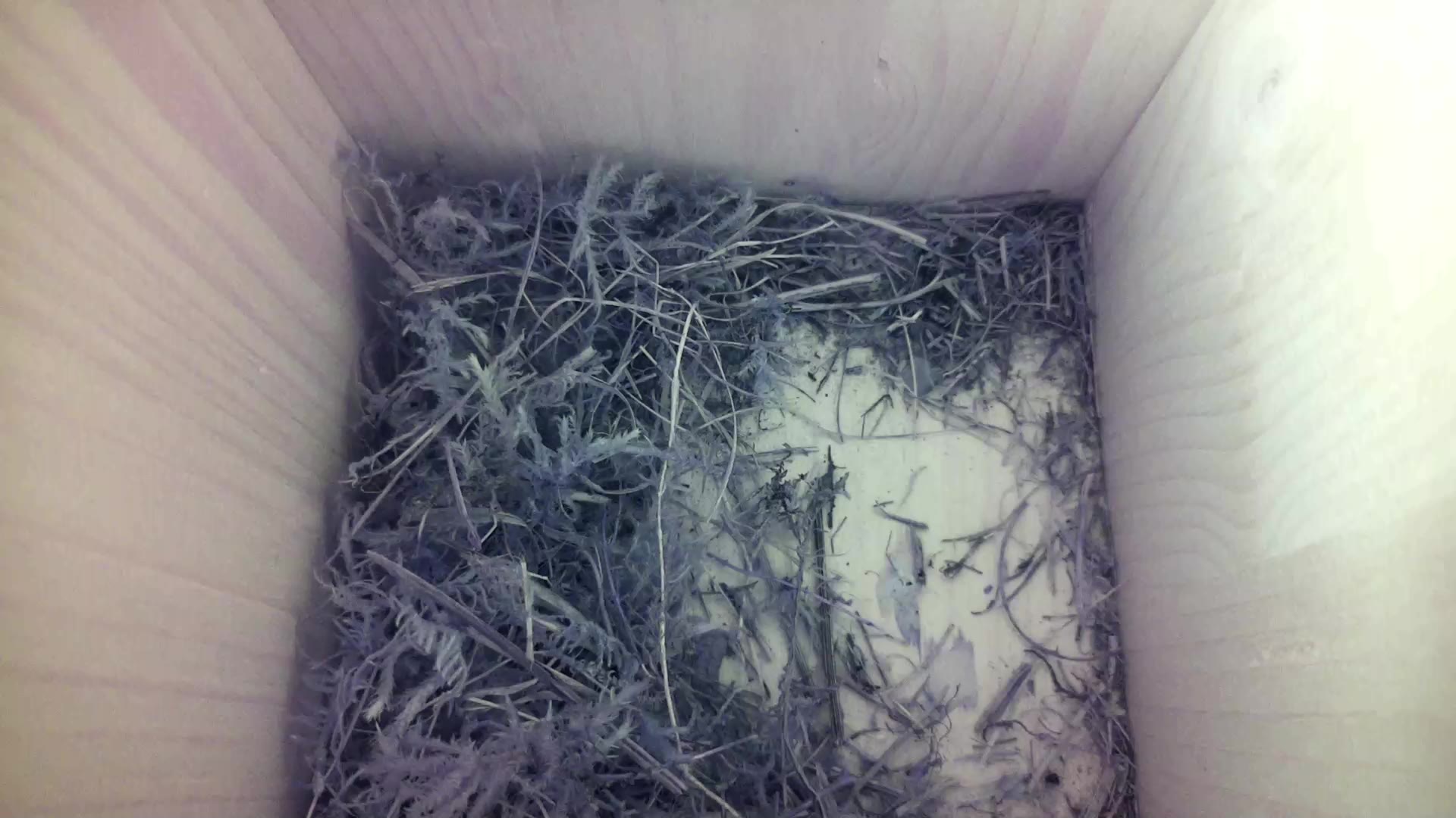 Aufnahme aus dem Vogelhaus