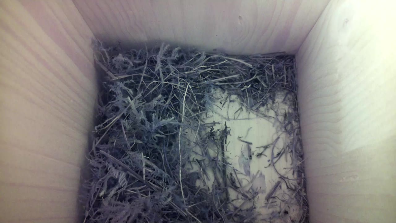 Aufnahme aus dem Vogelhaus