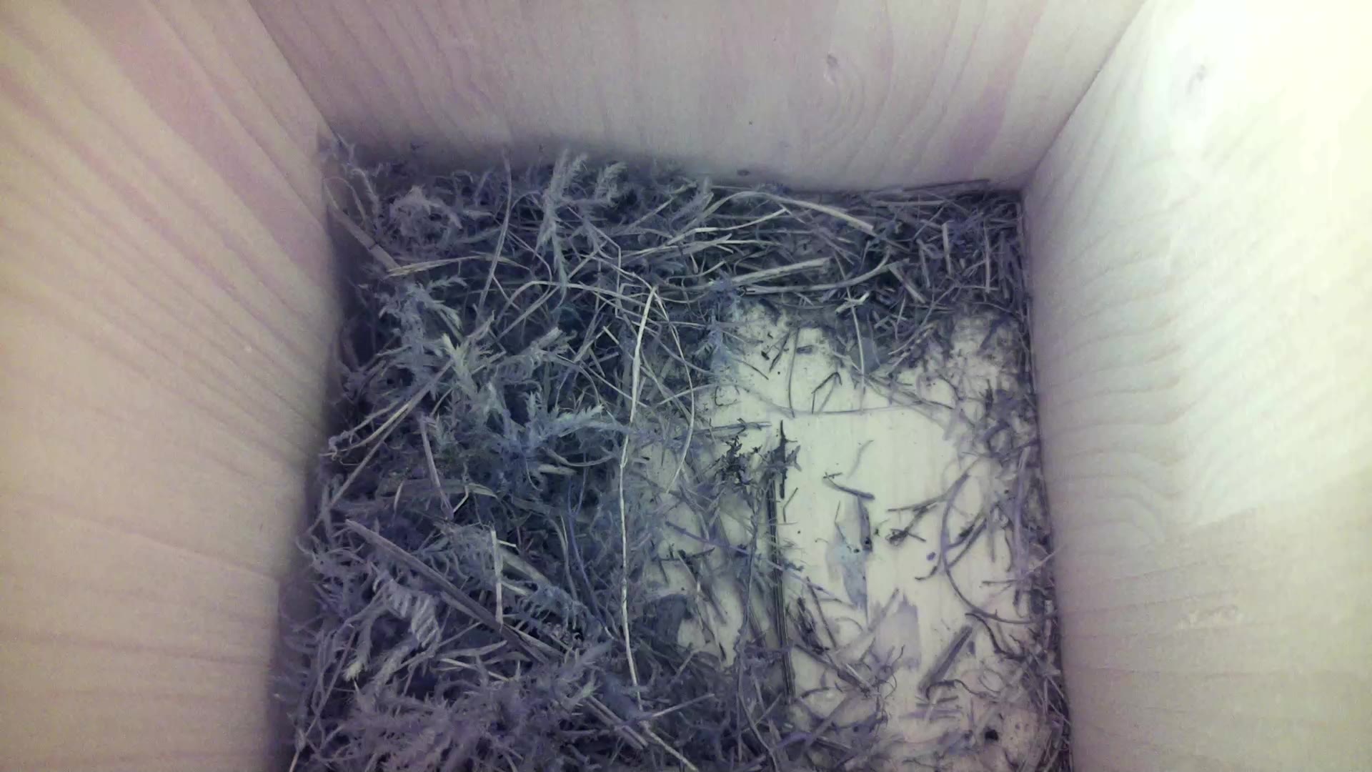 Aufnahme aus dem Vogelhaus