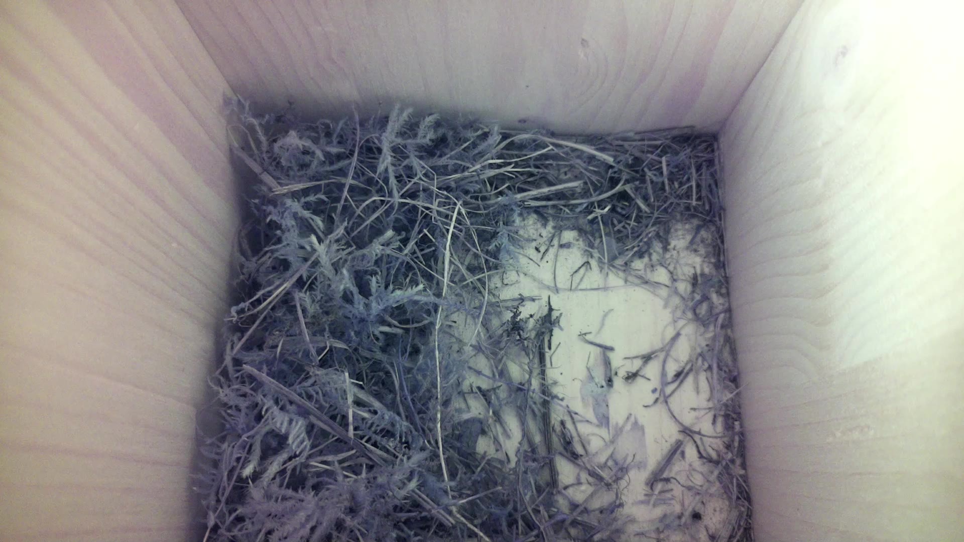 Aufnahme aus dem Vogelhaus