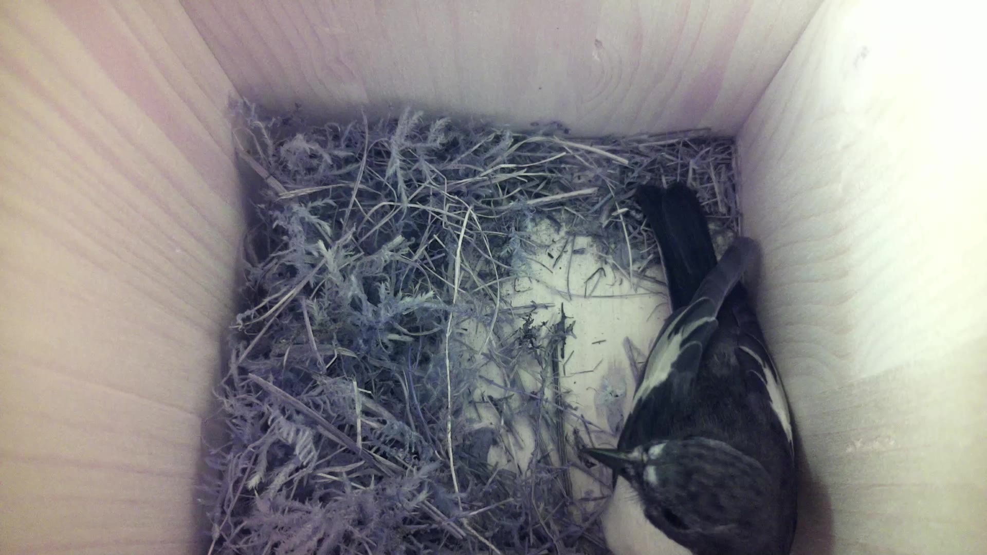Aufnahme aus dem Vogelhaus