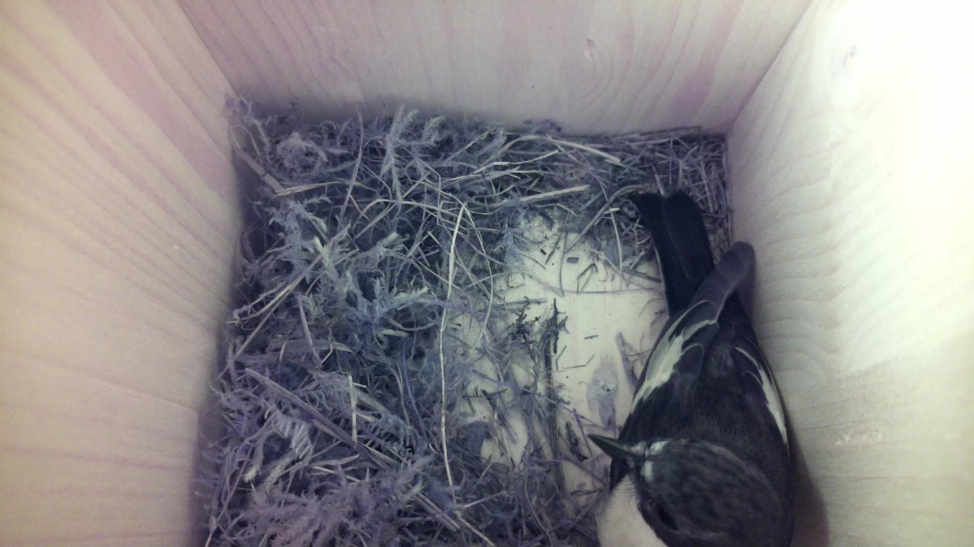 Aufnahme aus dem Vogelhaus