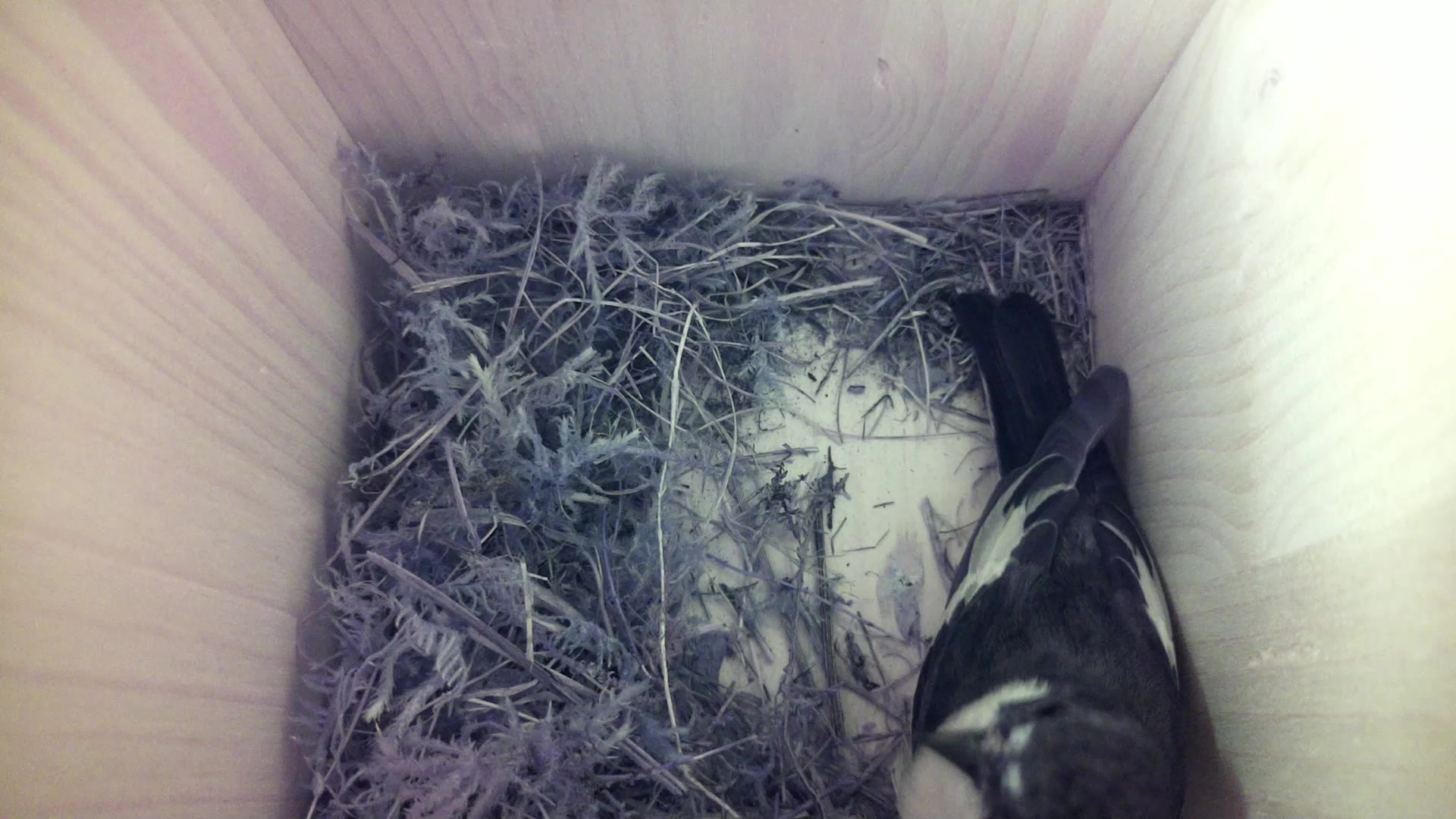 Aufnahme aus dem Vogelhaus