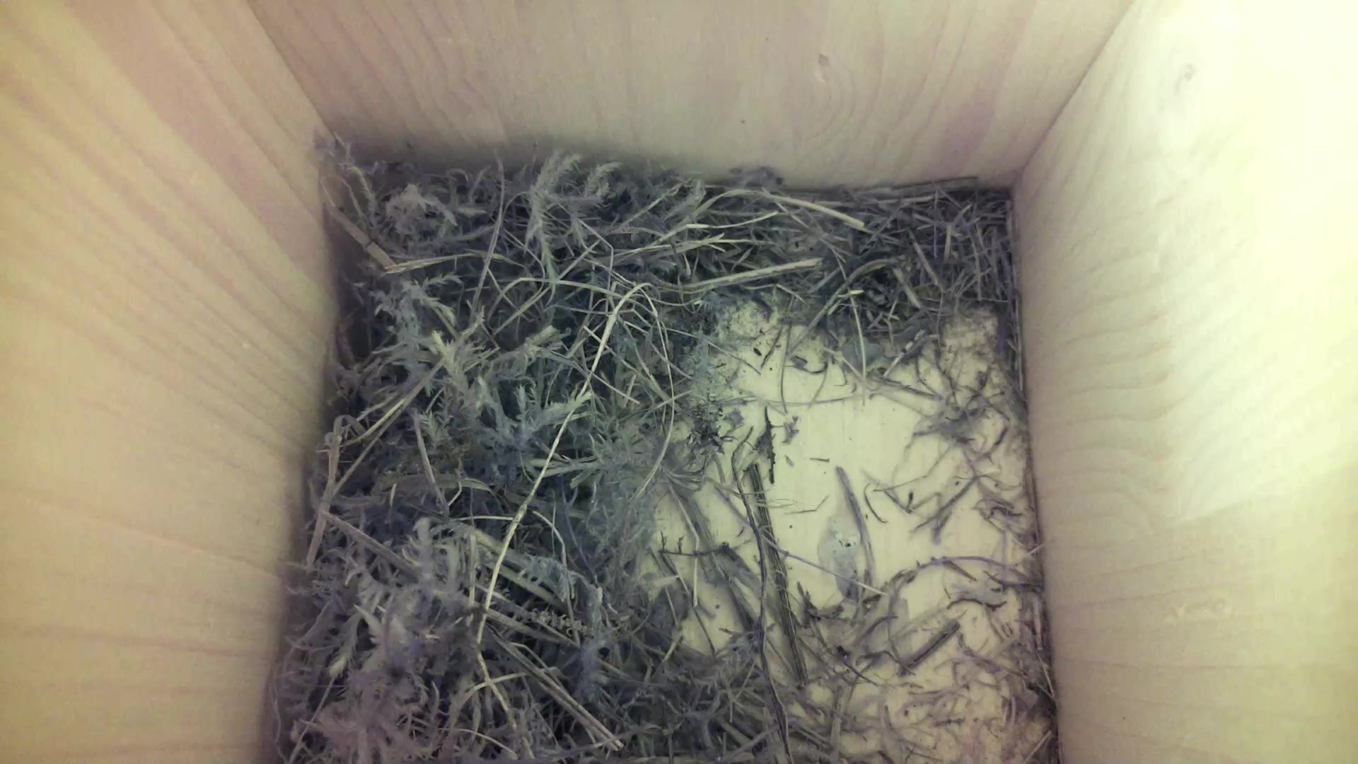Aufnahme aus dem Vogelhaus