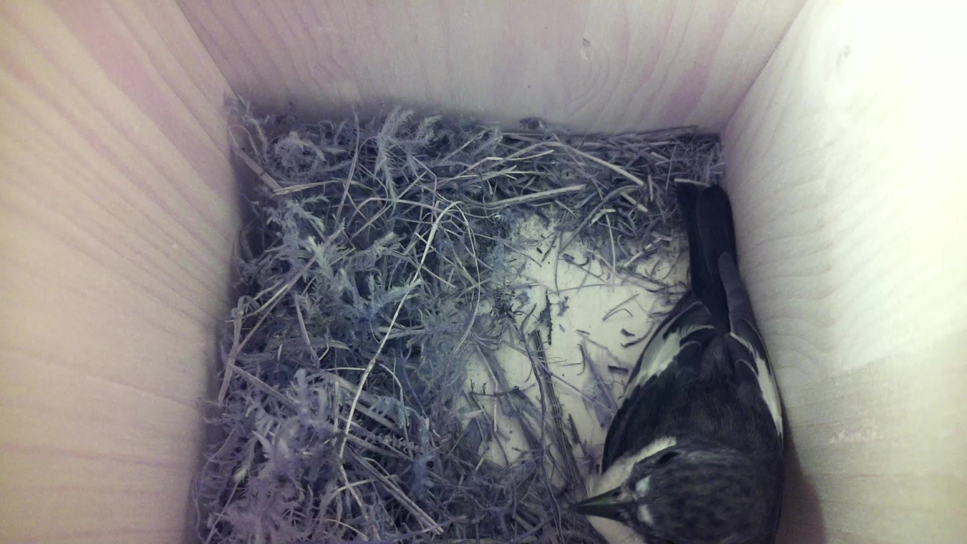 Aufnahme aus dem Vogelhaus