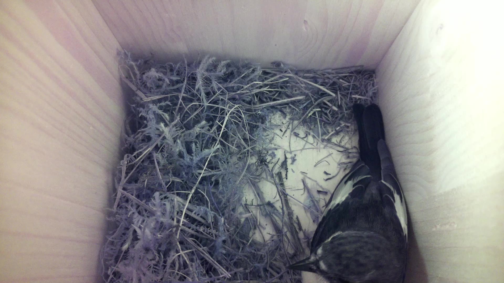 Aufnahme aus dem Vogelhaus