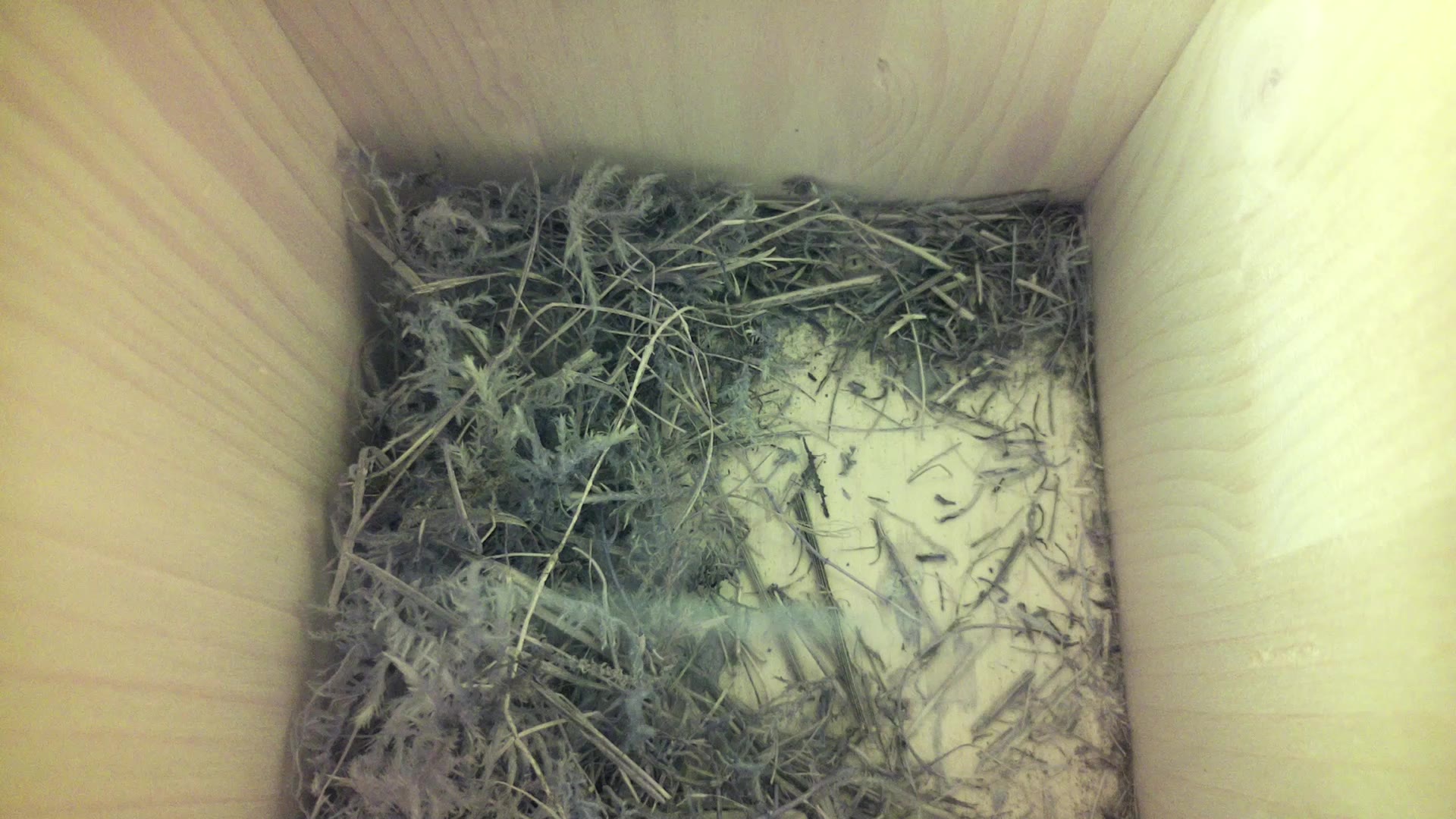 Aufnahme aus dem Vogelhaus