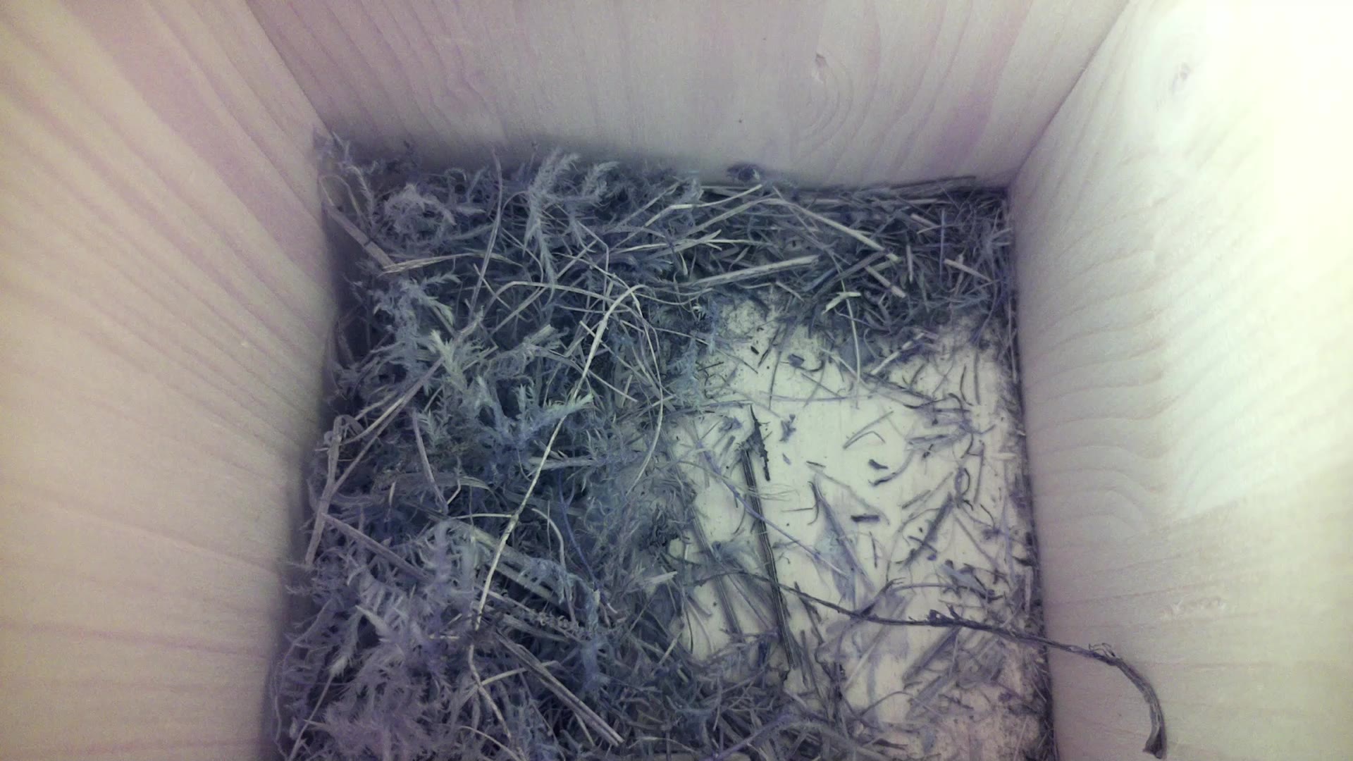 Aufnahme aus dem Vogelhaus
