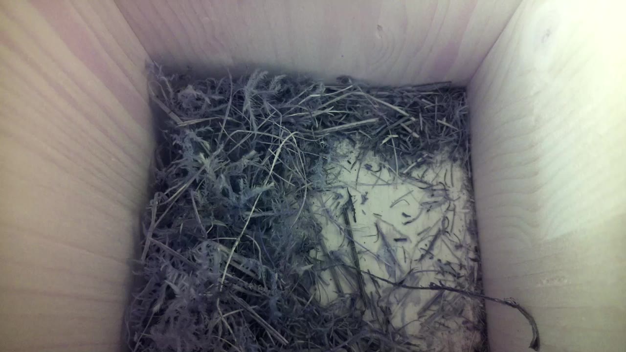 Aufnahme aus dem Vogelhaus
