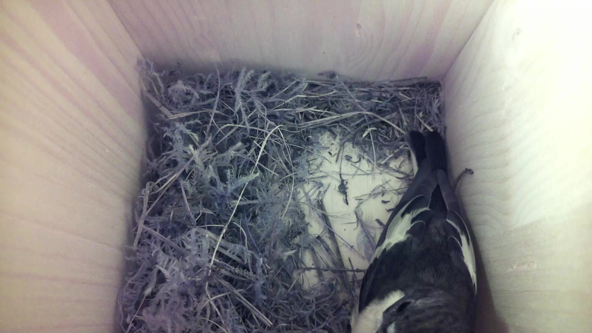 Aufnahme aus dem Vogelhaus