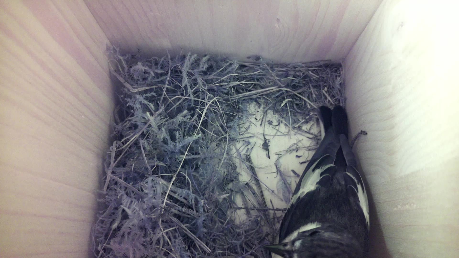 Aufnahme aus dem Vogelhaus