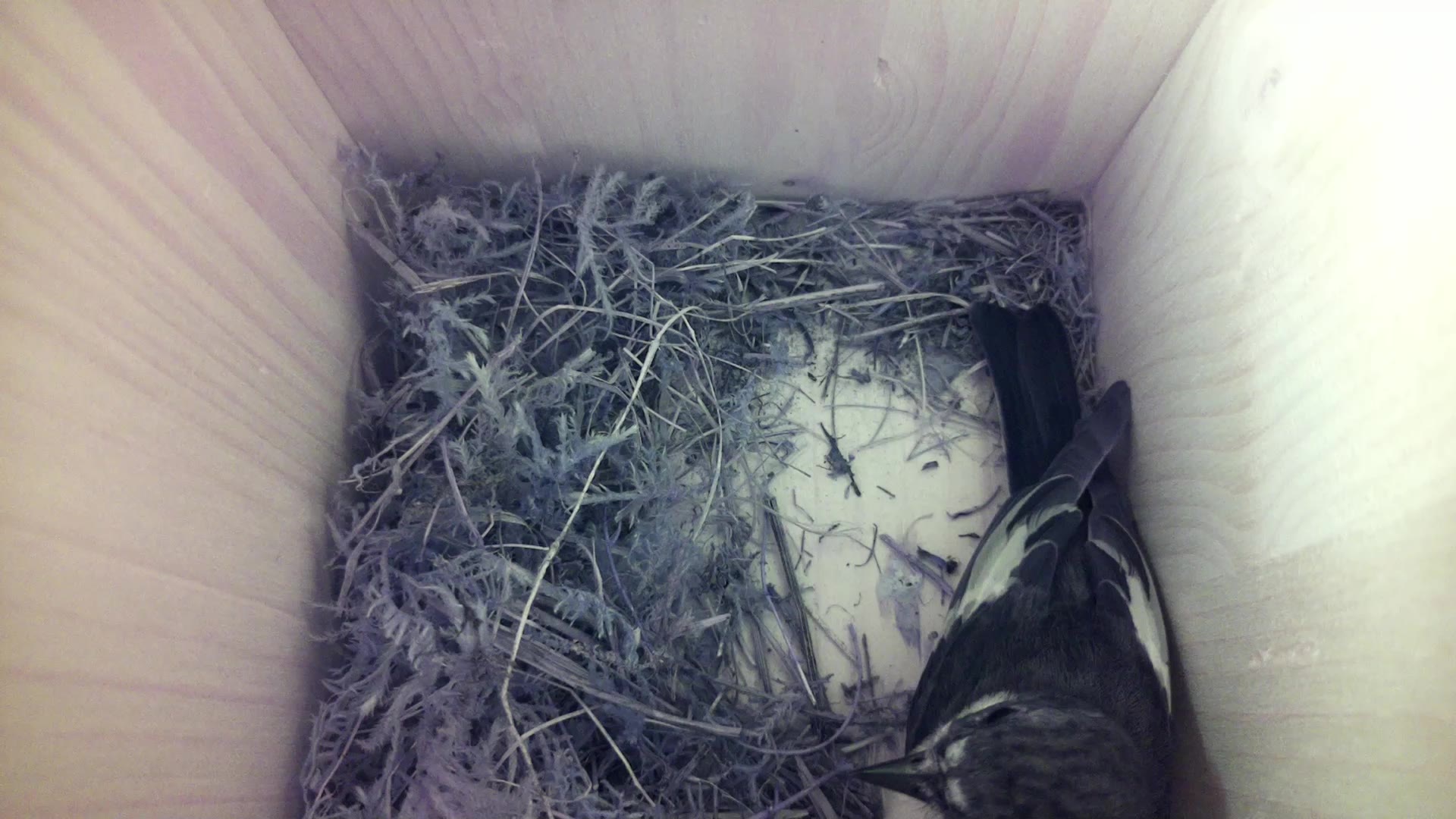 Aufnahme aus dem Vogelhaus