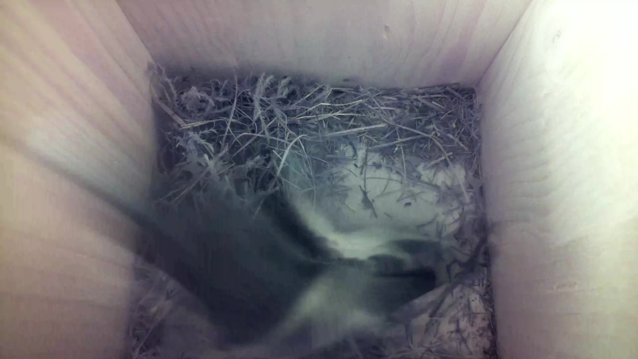 Aufnahme aus dem Vogelhaus