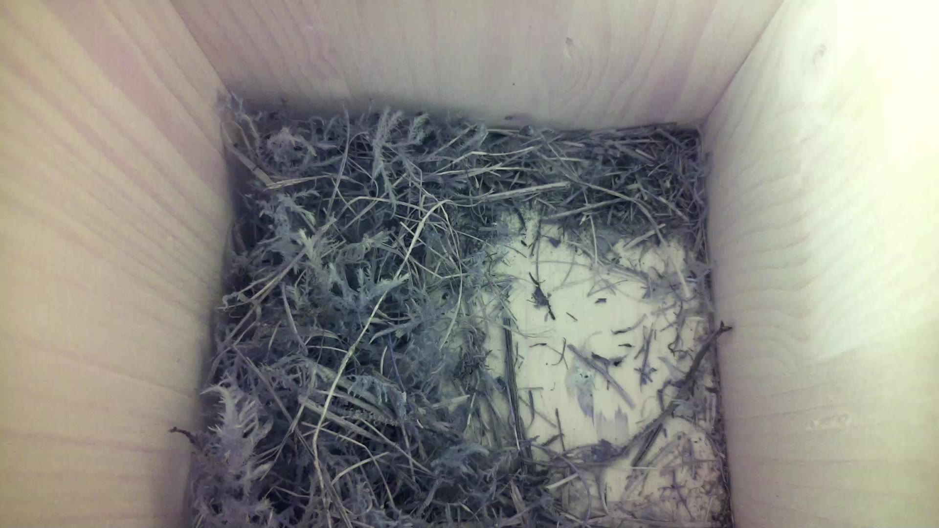 Aufnahme aus dem Vogelhaus