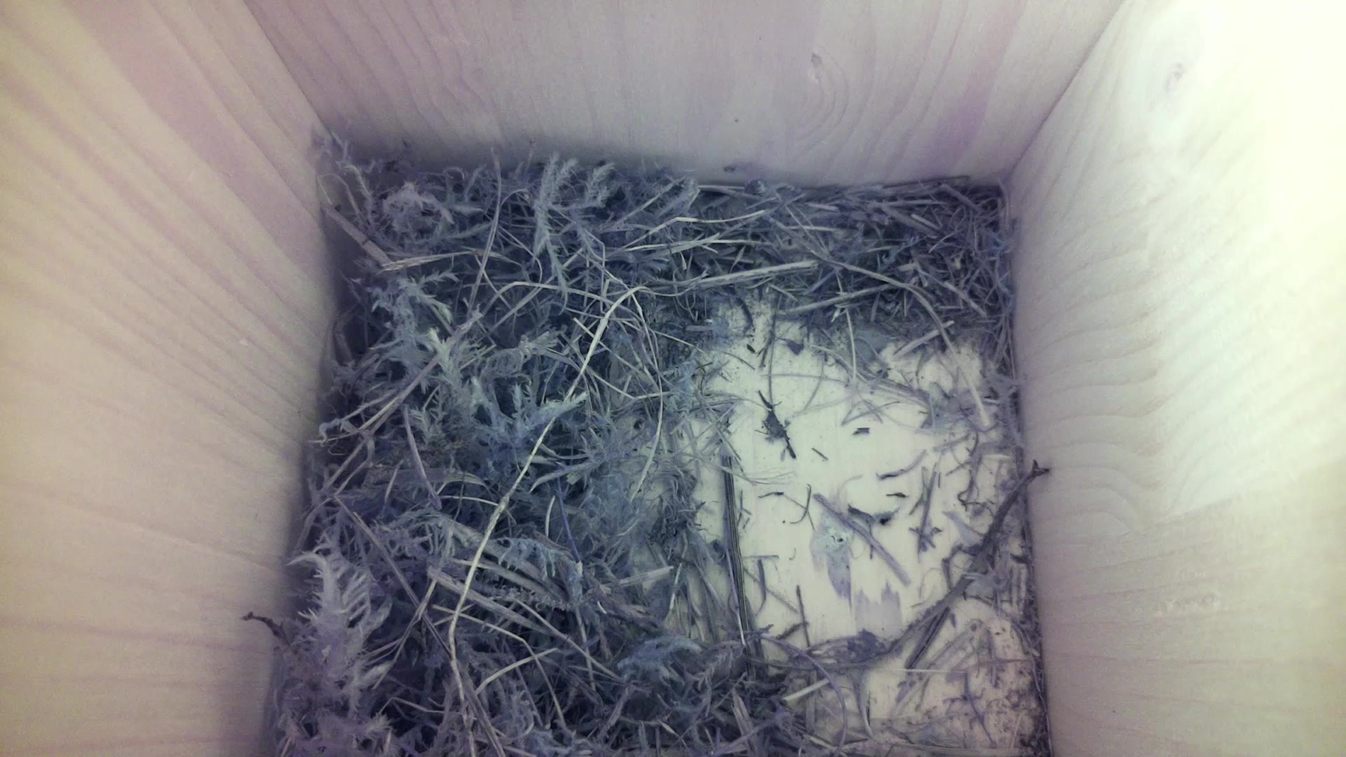 Aufnahme aus dem Vogelhaus