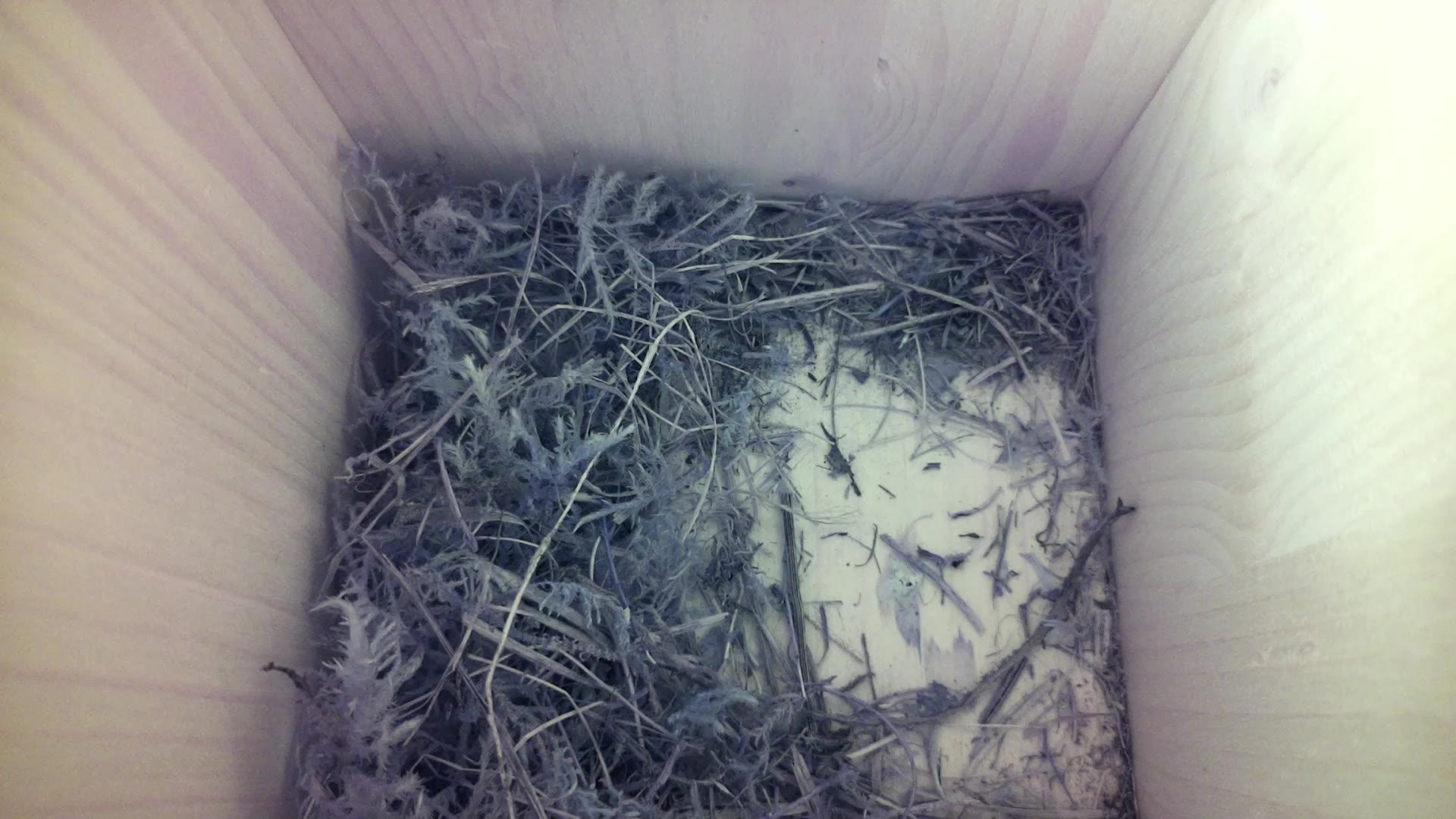 Aufnahme aus dem Vogelhaus