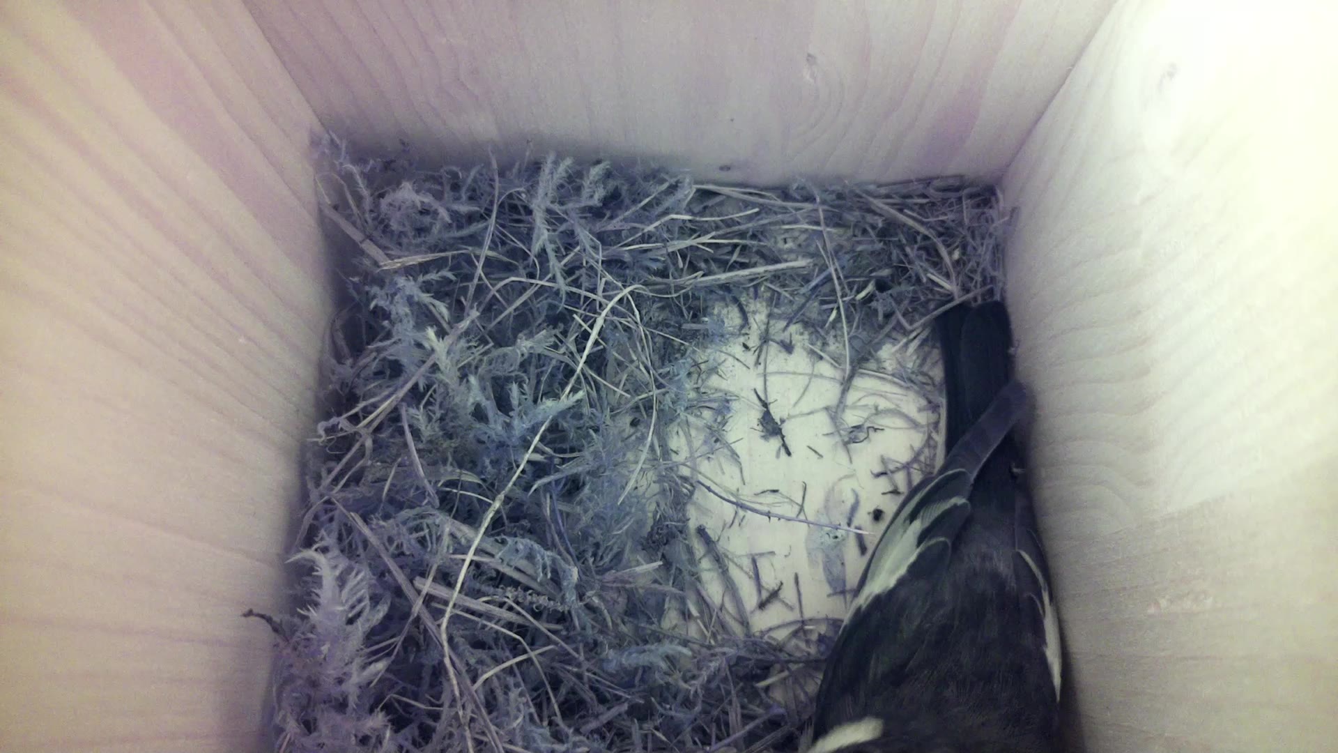 Aufnahme aus dem Vogelhaus