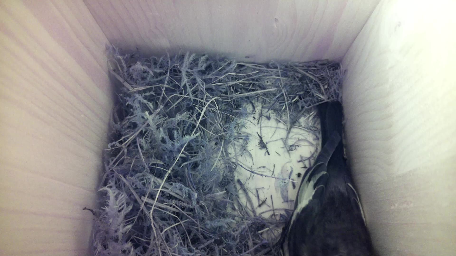 Aufnahme aus dem Vogelhaus