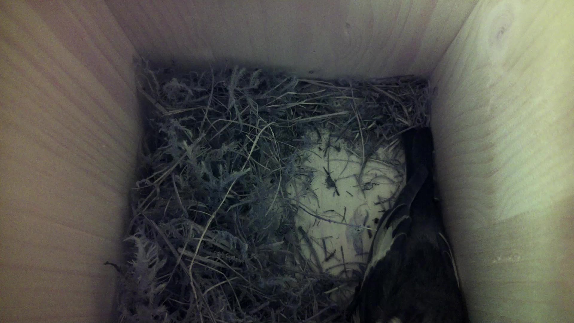 Aufnahme aus dem Vogelhaus