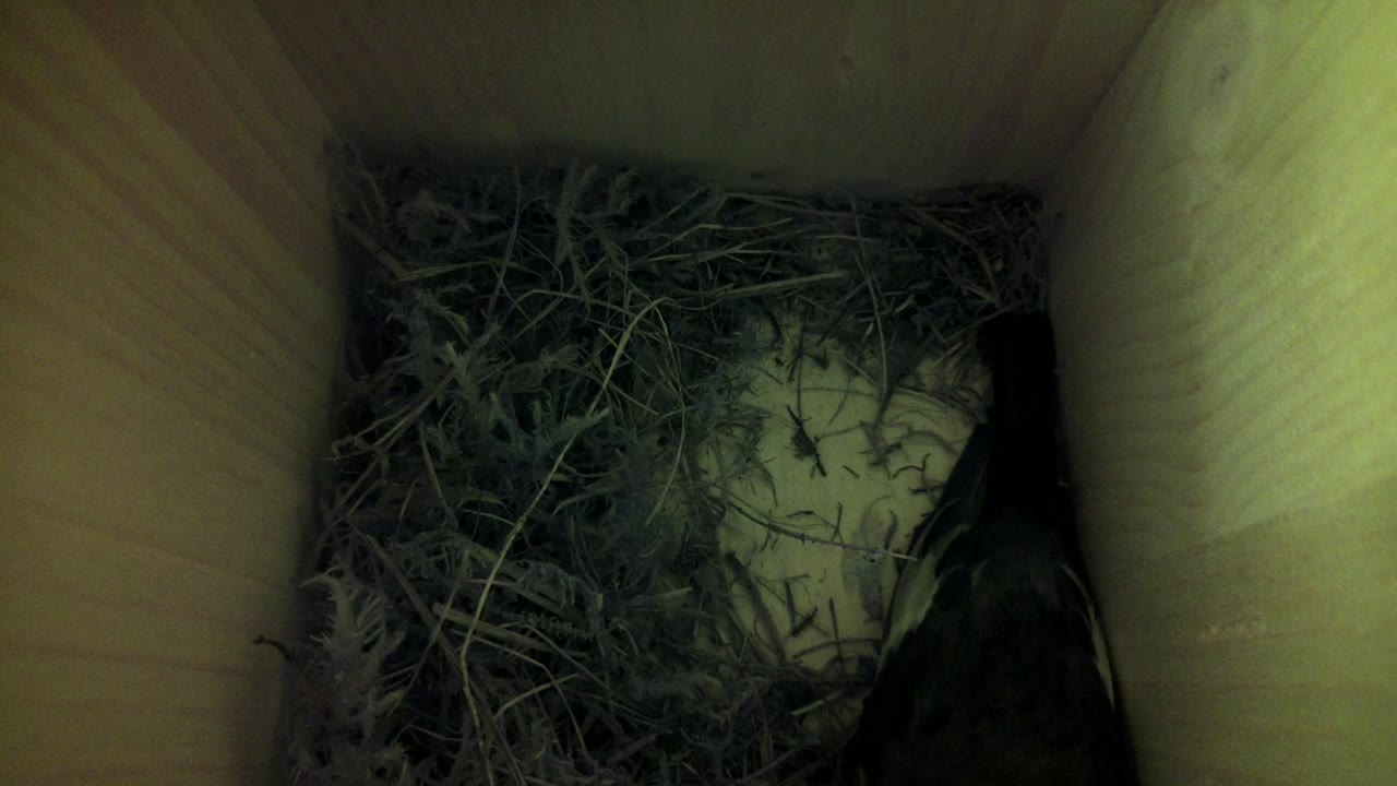 Aufnahme aus dem Vogelhaus