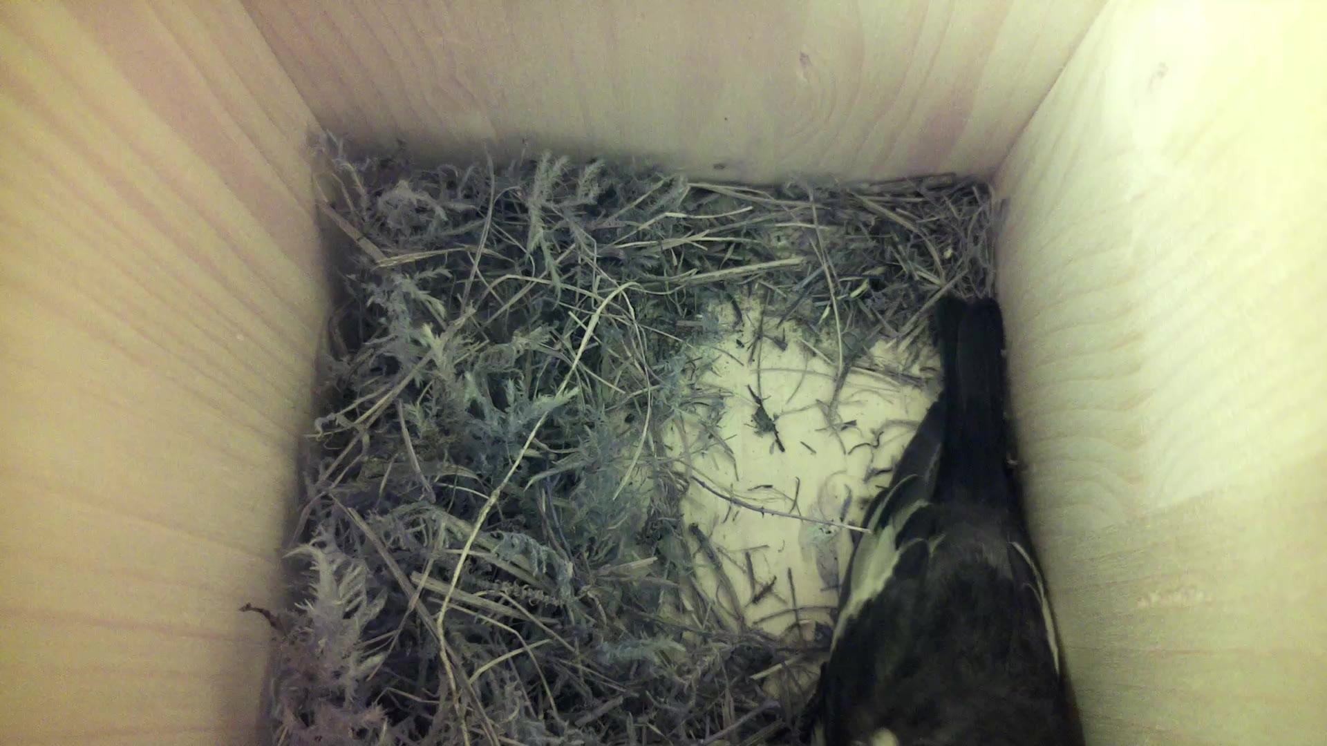 Aufnahme aus dem Vogelhaus