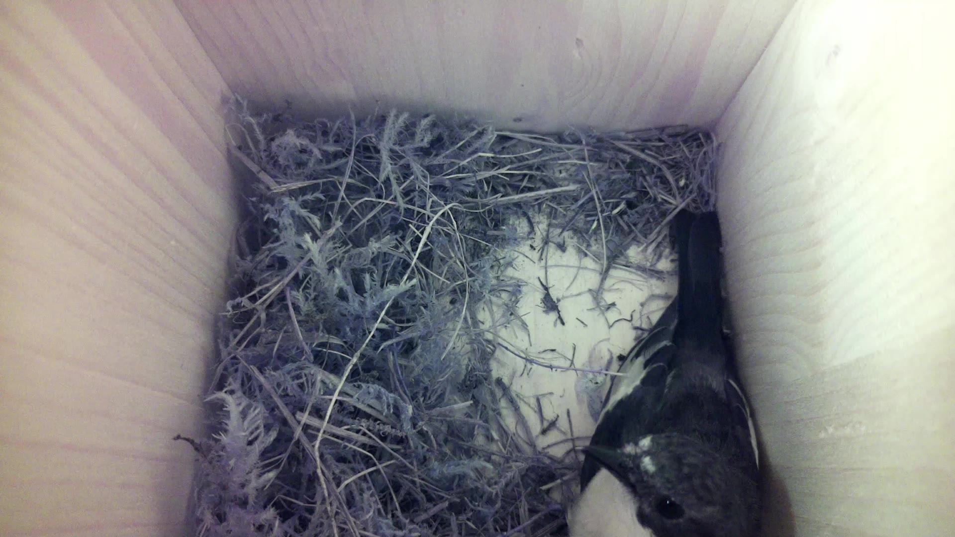 Aufnahme aus dem Vogelhaus