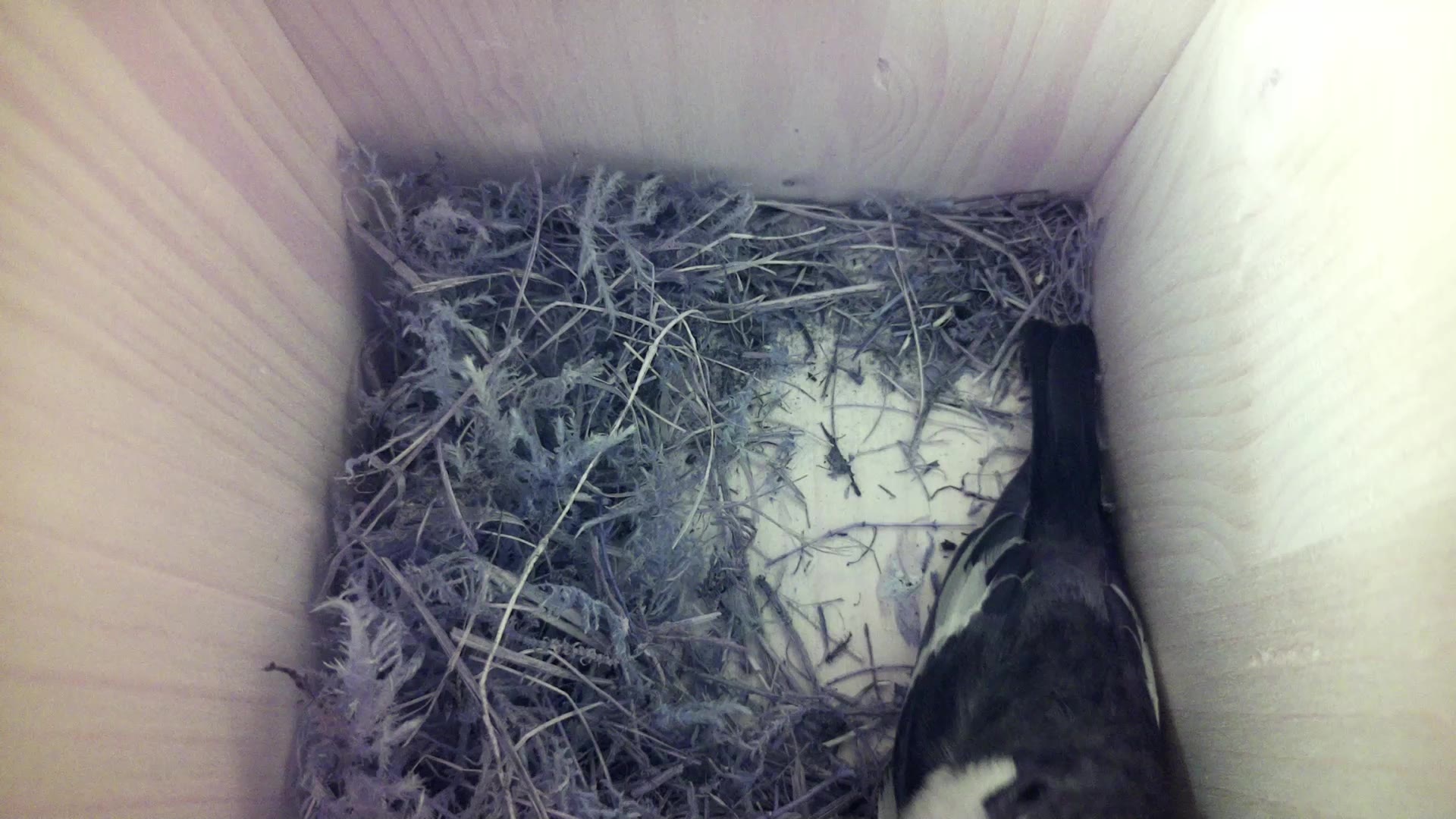 Aufnahme aus dem Vogelhaus