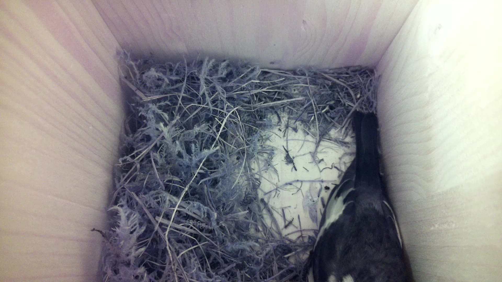 Aufnahme aus dem Vogelhaus