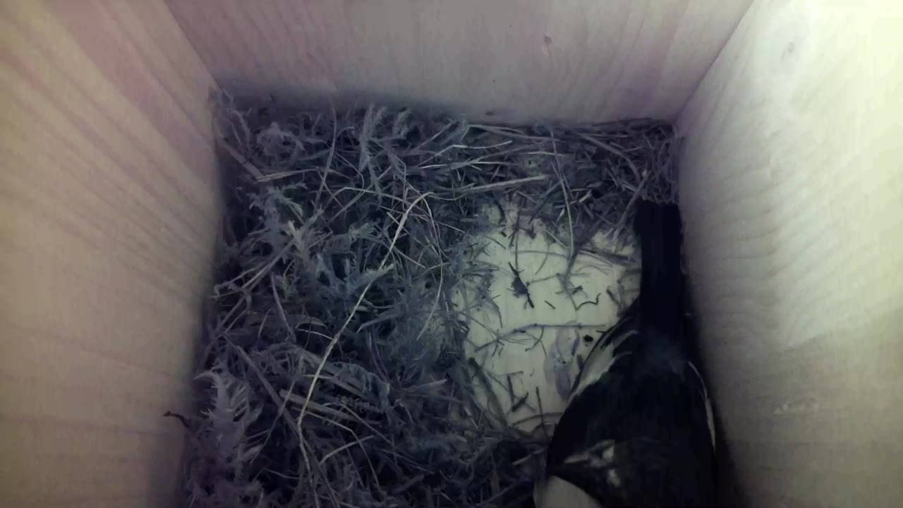 Aufnahme aus dem Vogelhaus