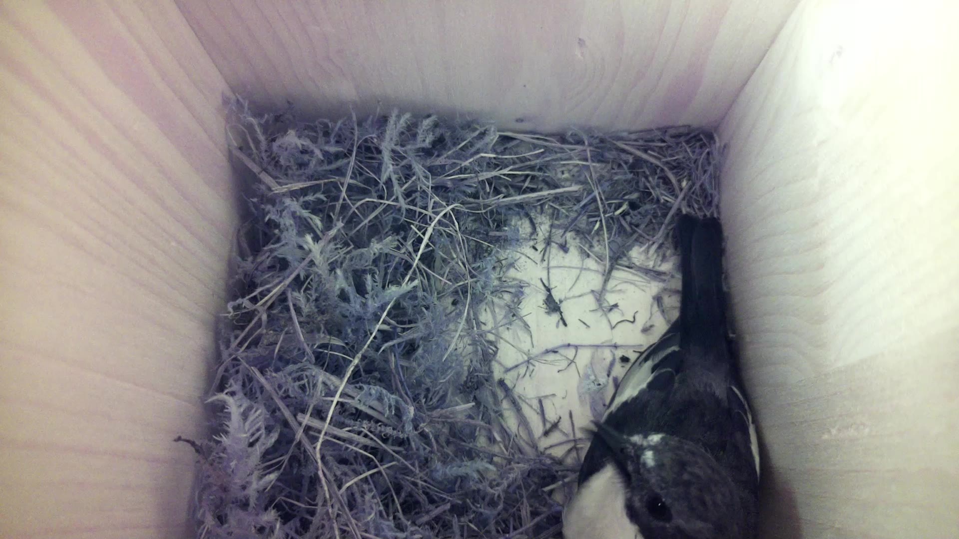 Aufnahme aus dem Vogelhaus