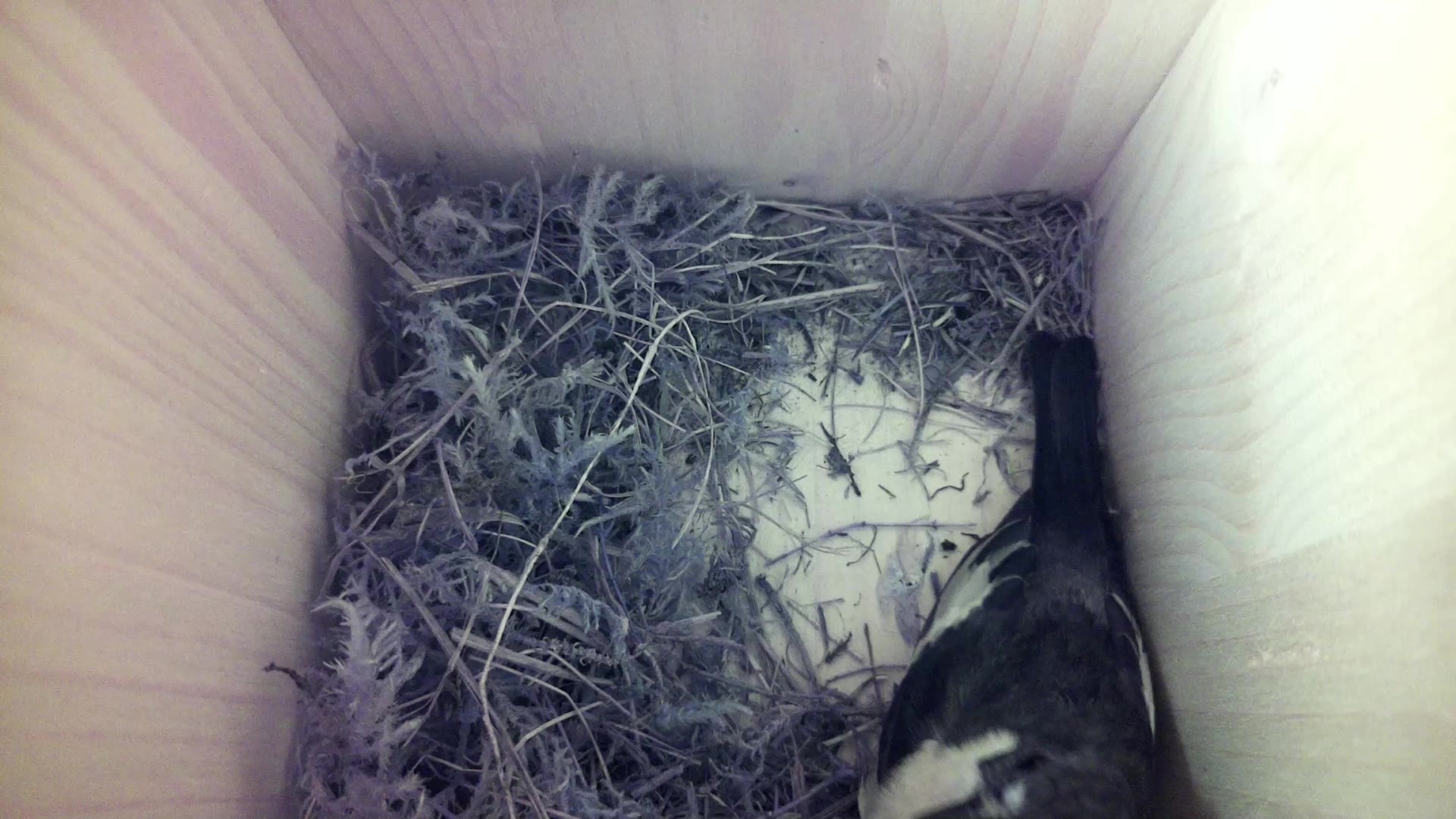 Aufnahme aus dem Vogelhaus