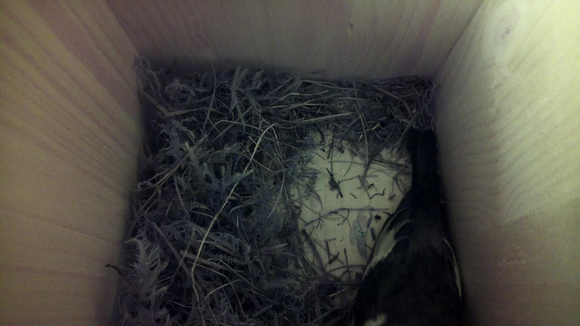 Aufnahme aus dem Vogelhaus