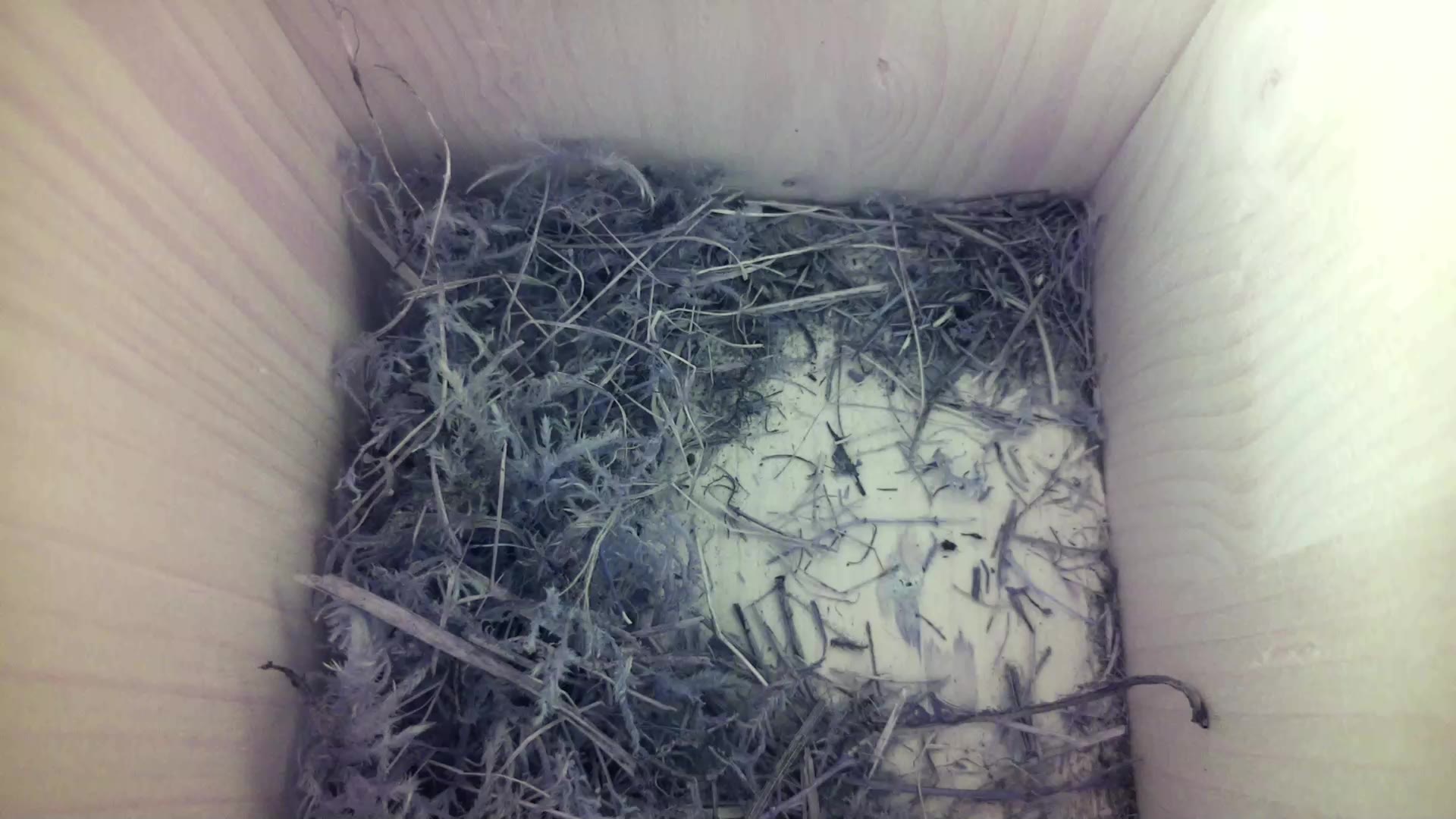Aufnahme aus dem Vogelhaus
