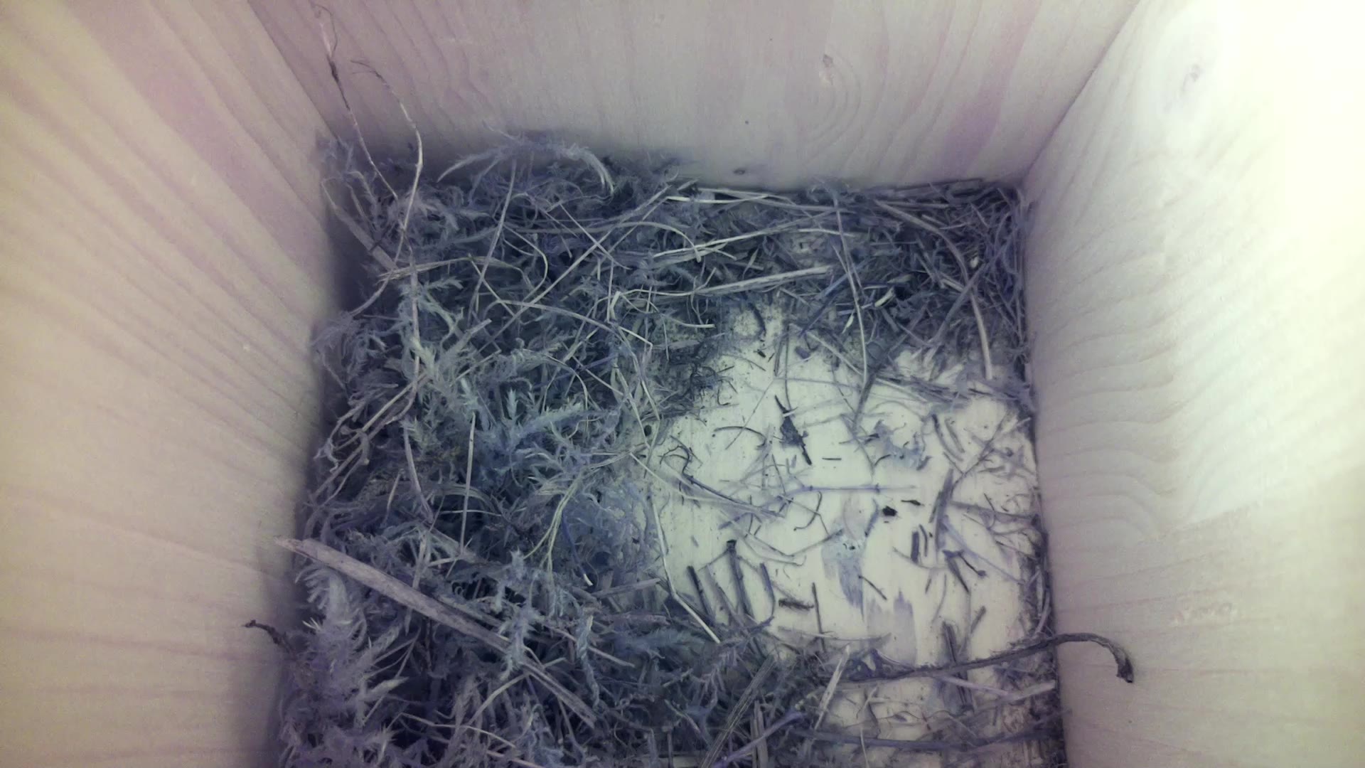 Aufnahme aus dem Vogelhaus