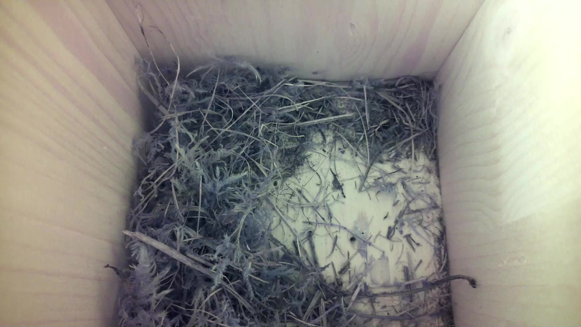 Aufnahme aus dem Vogelhaus