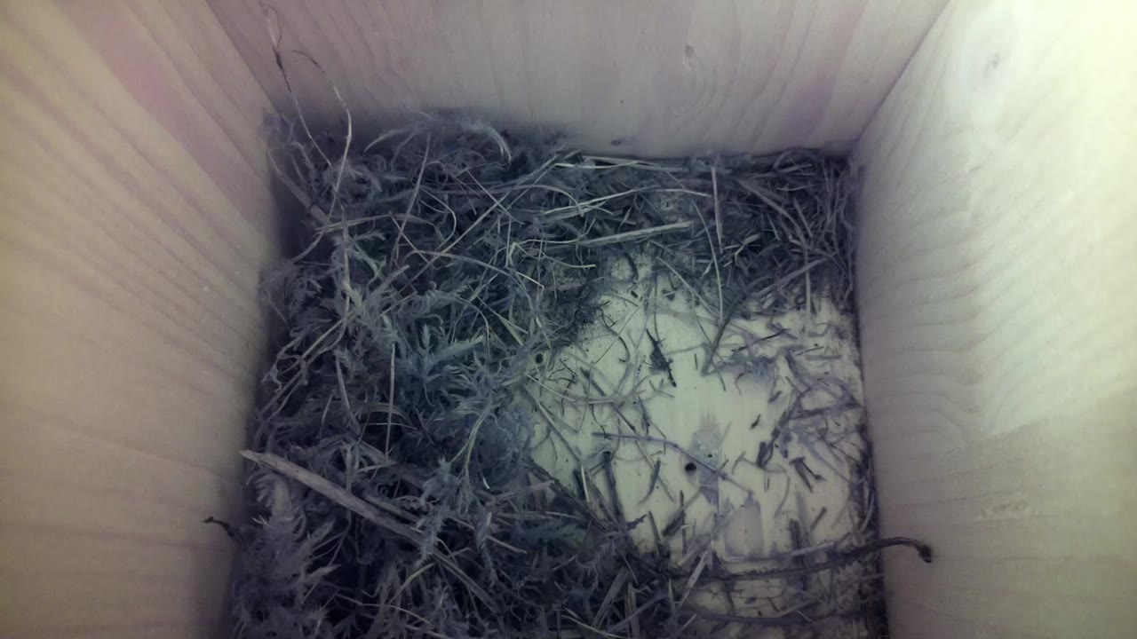 Aufnahme aus dem Vogelhaus