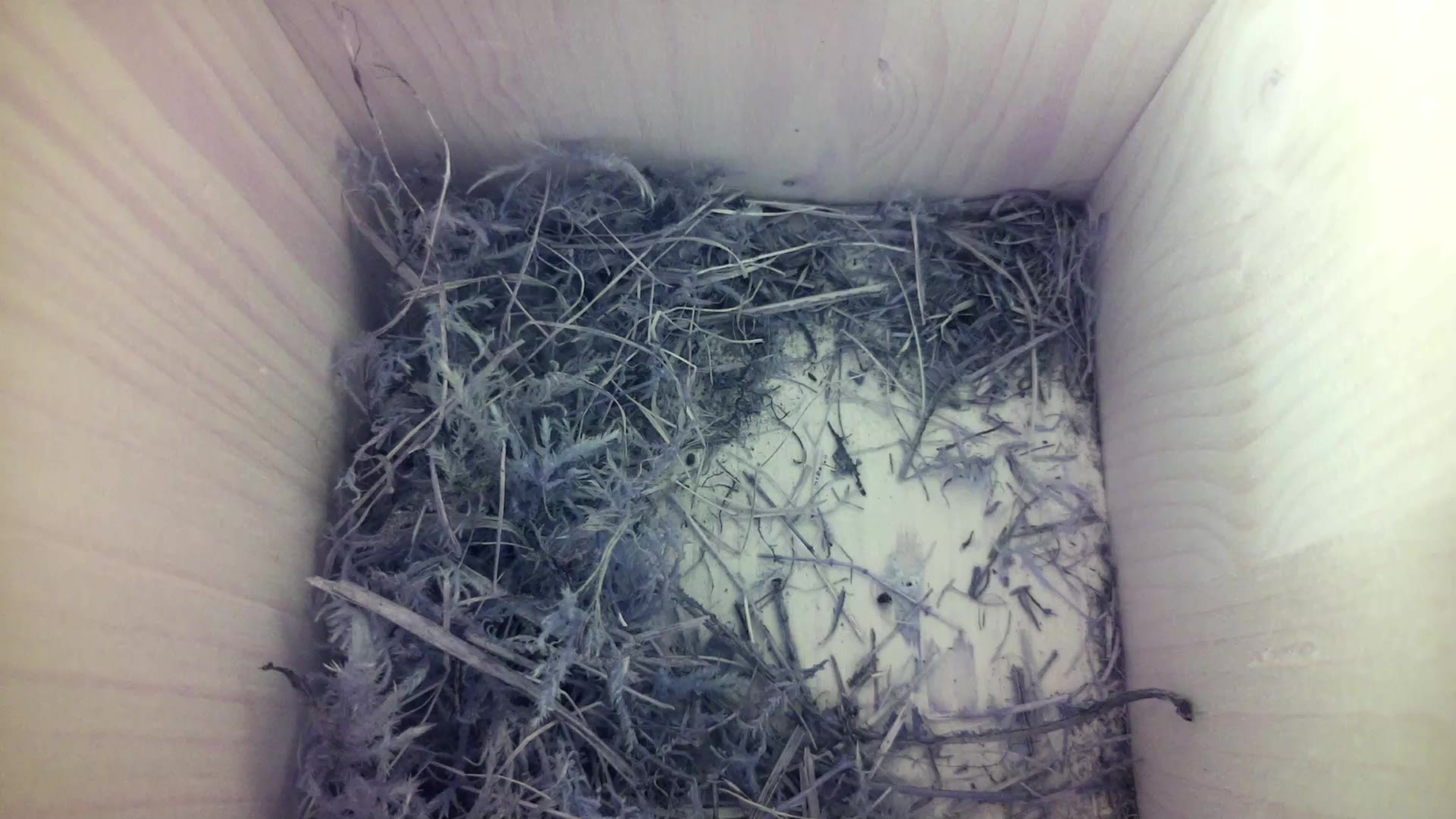 Aufnahme aus dem Vogelhaus
