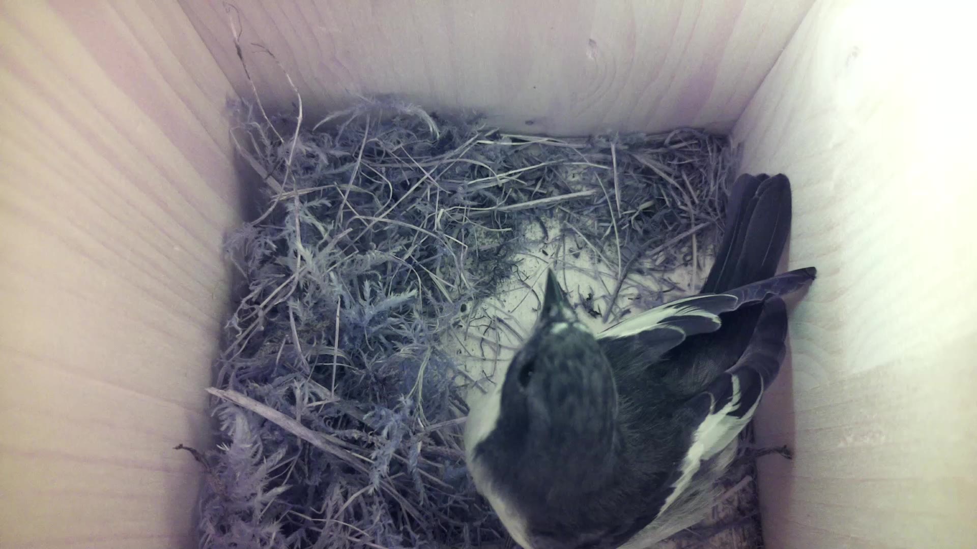 Aufnahme aus dem Vogelhaus