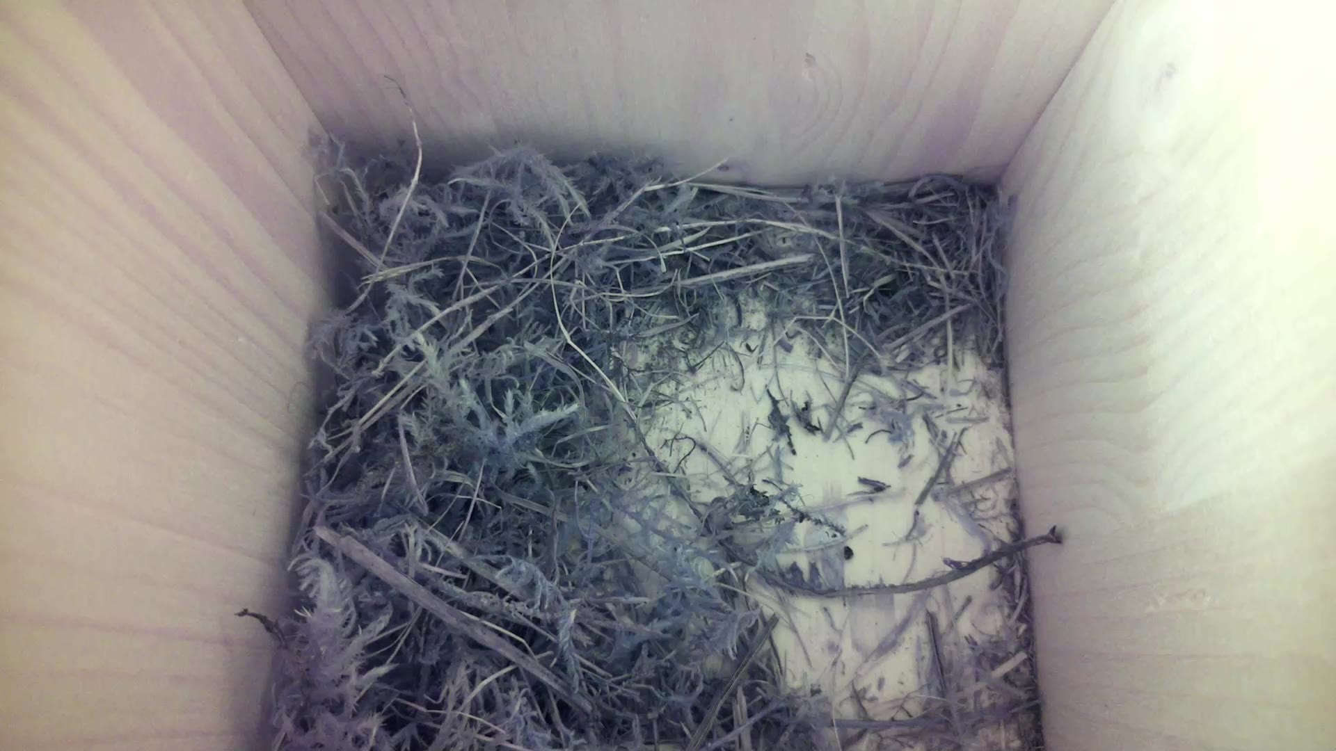 Aufnahme aus dem Vogelhaus